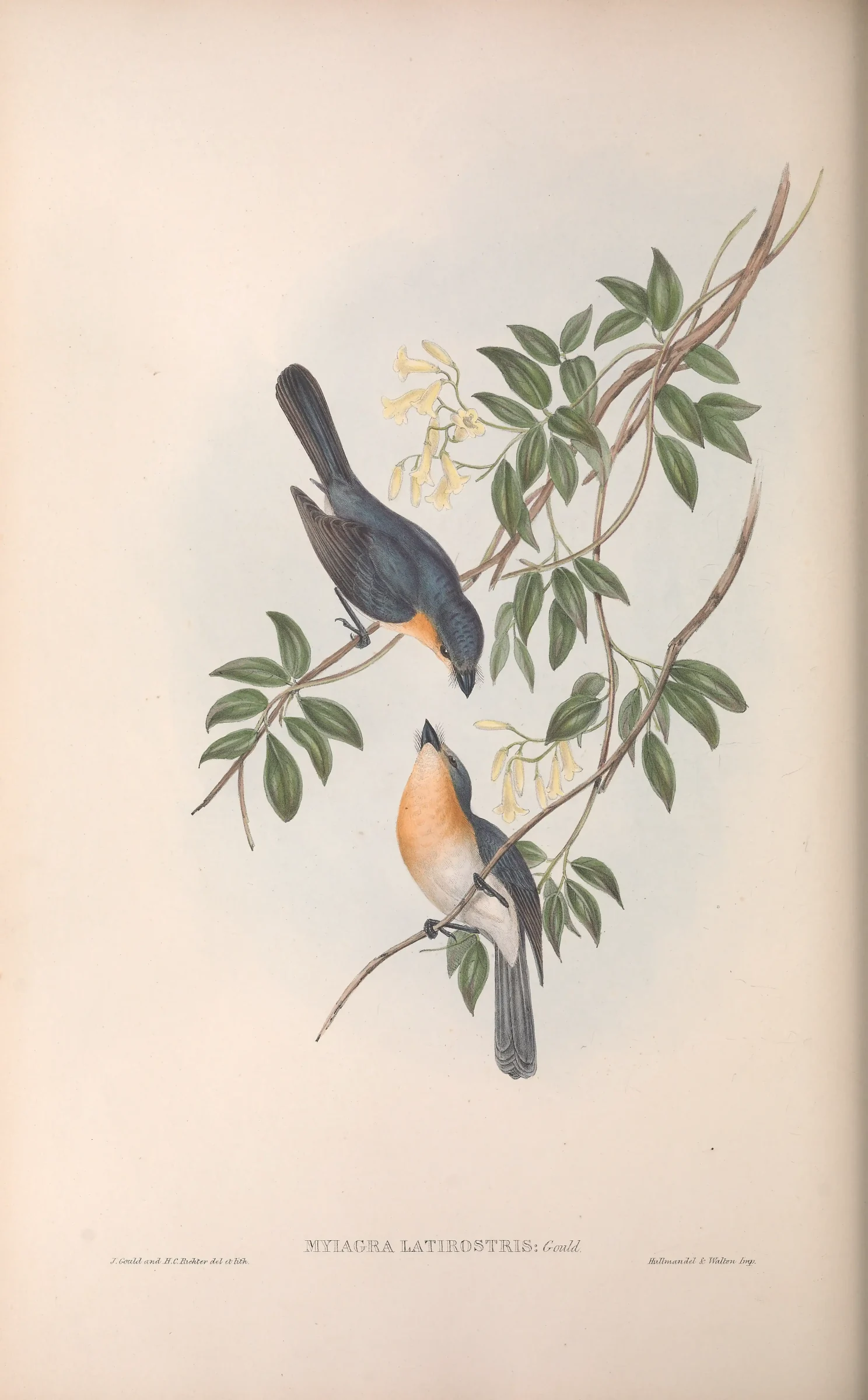Historical bird plate: Broad-billed Flycatcher