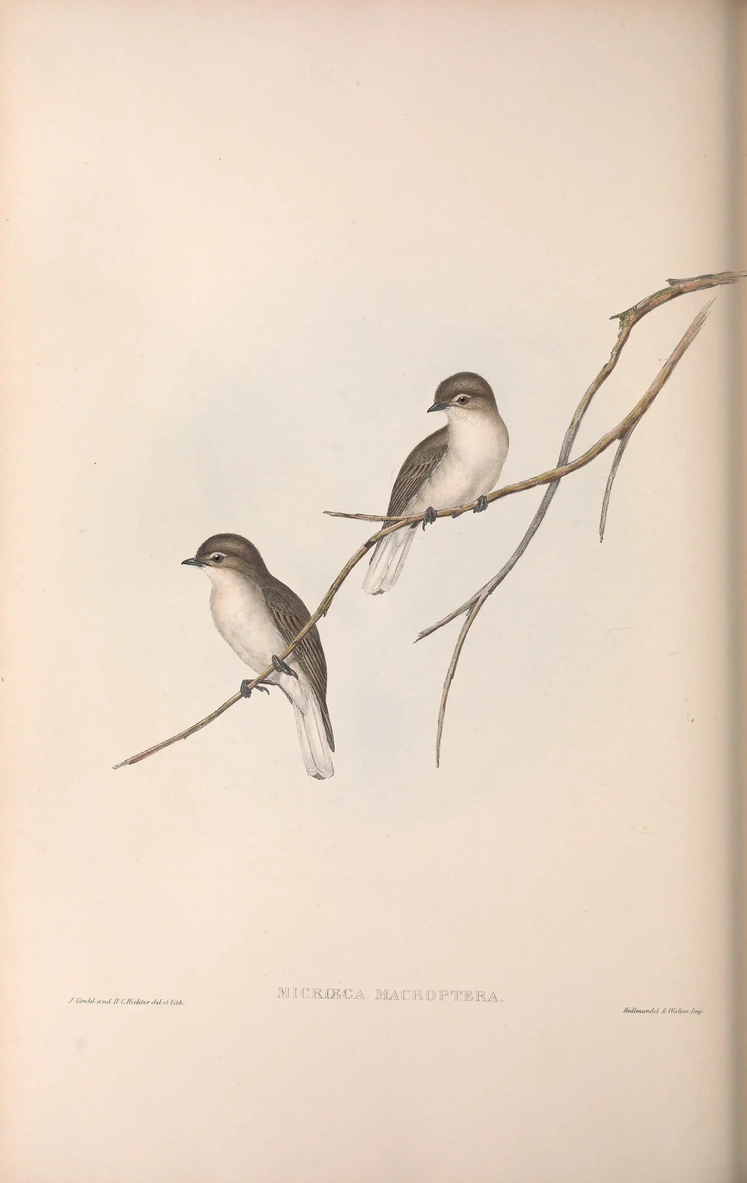 Historical bird plate: Jacky Winter