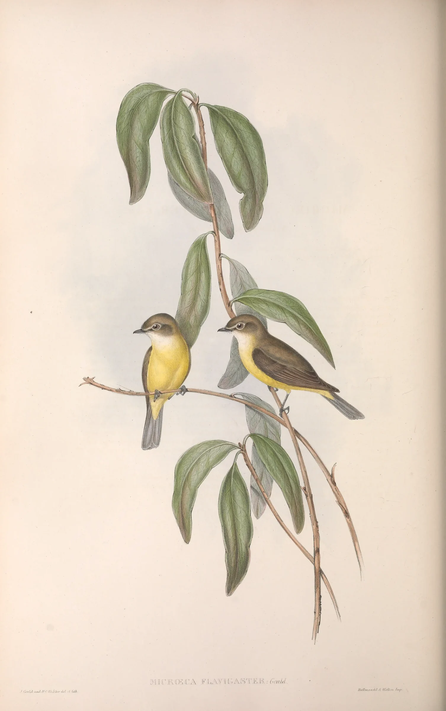 Historical bird plate: Lemon-bellied Flyrobin