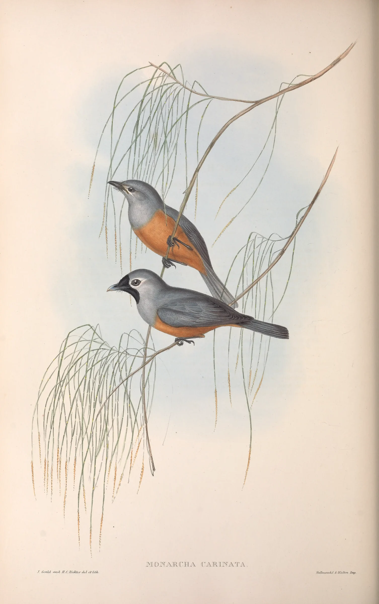 Historical bird plate: Black-faced Monarch