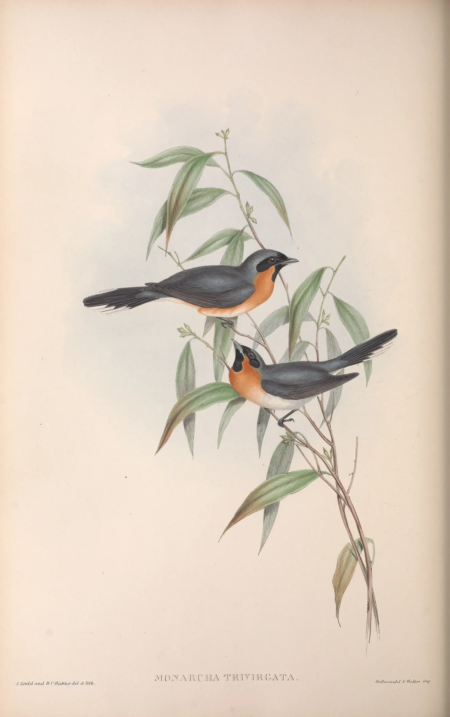 Historical bird plate: Spectacled Monarch