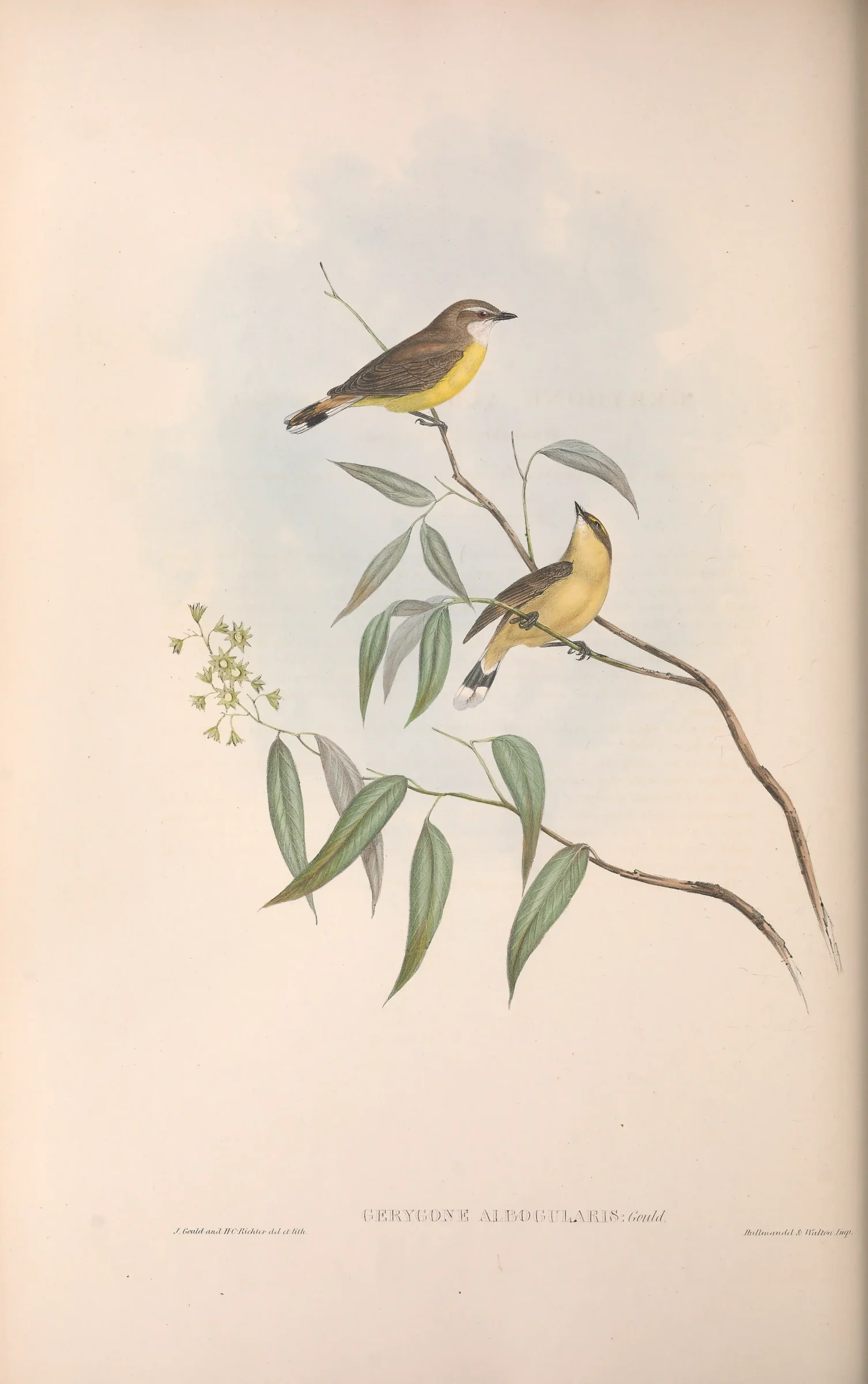 Historical bird plate: White-throated Gerygone