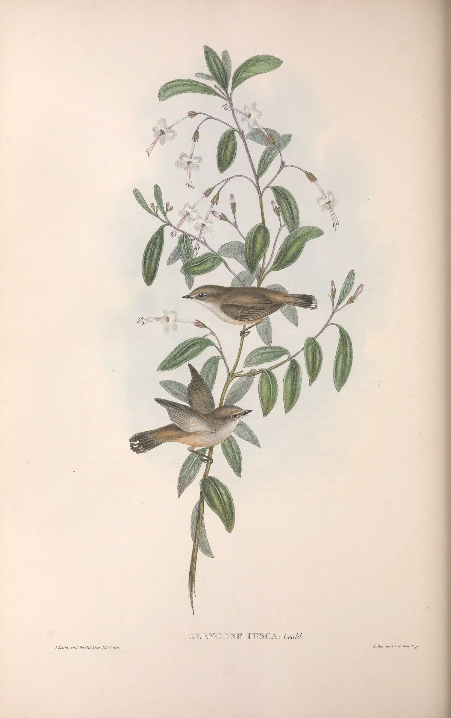 Historical bird plate: Western Gerygone