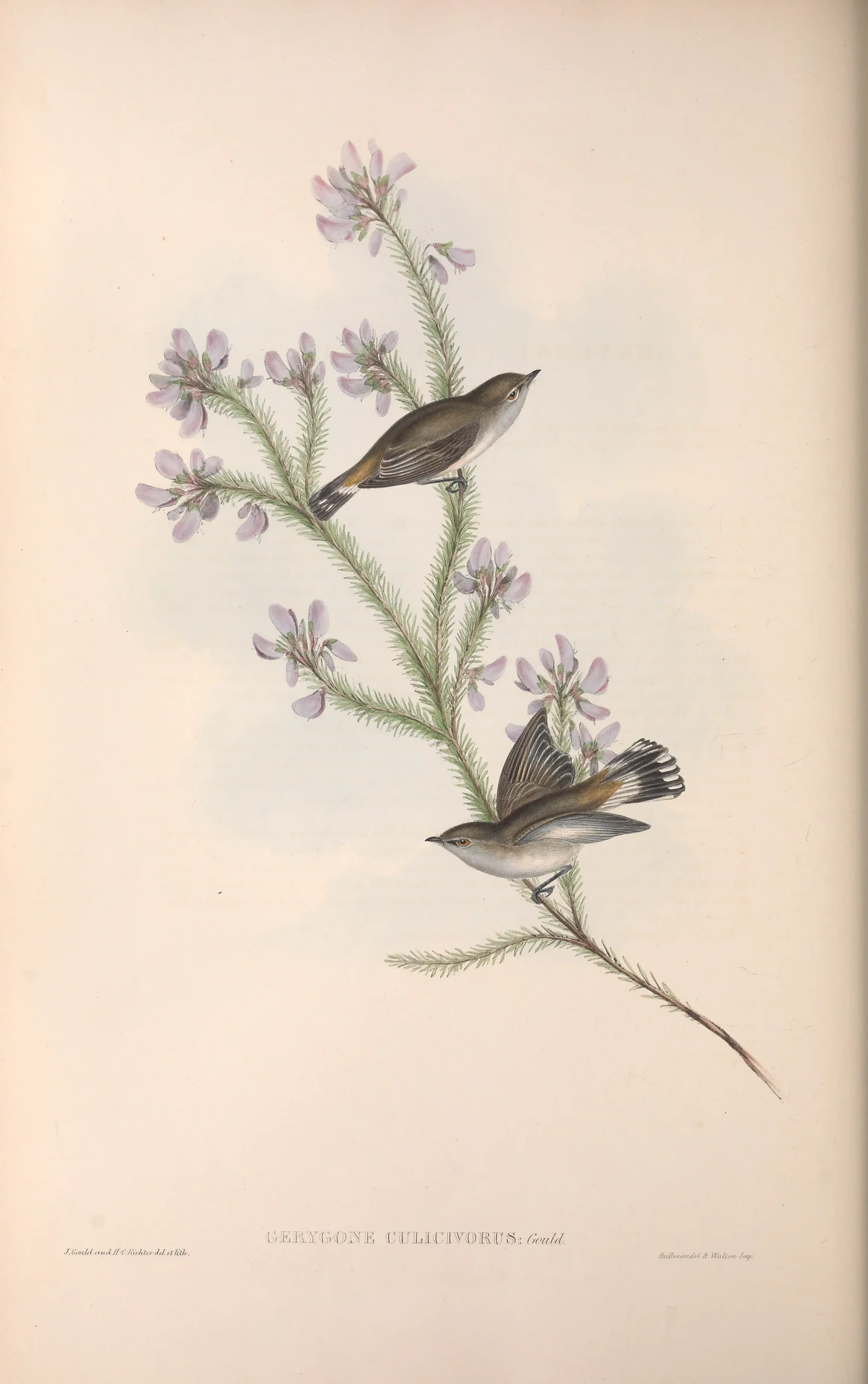 Historical bird plate: Western Gerygone