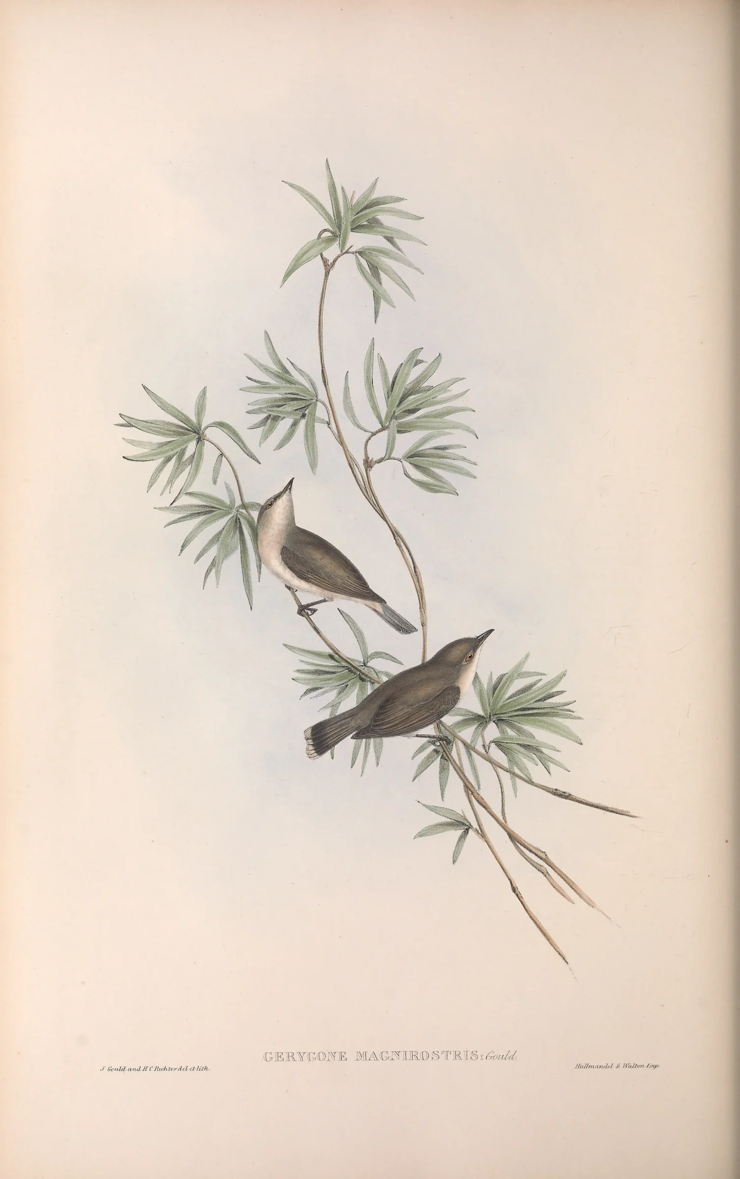 Historical bird plate: Large-billed Gerygone