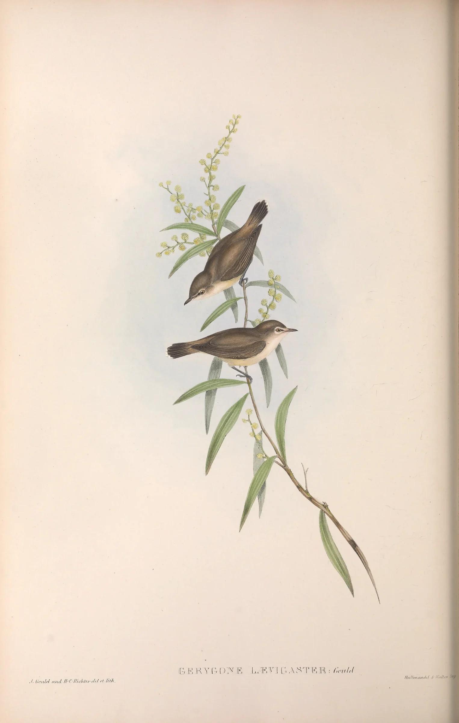 Historical bird plate: Mangrove Gerygone