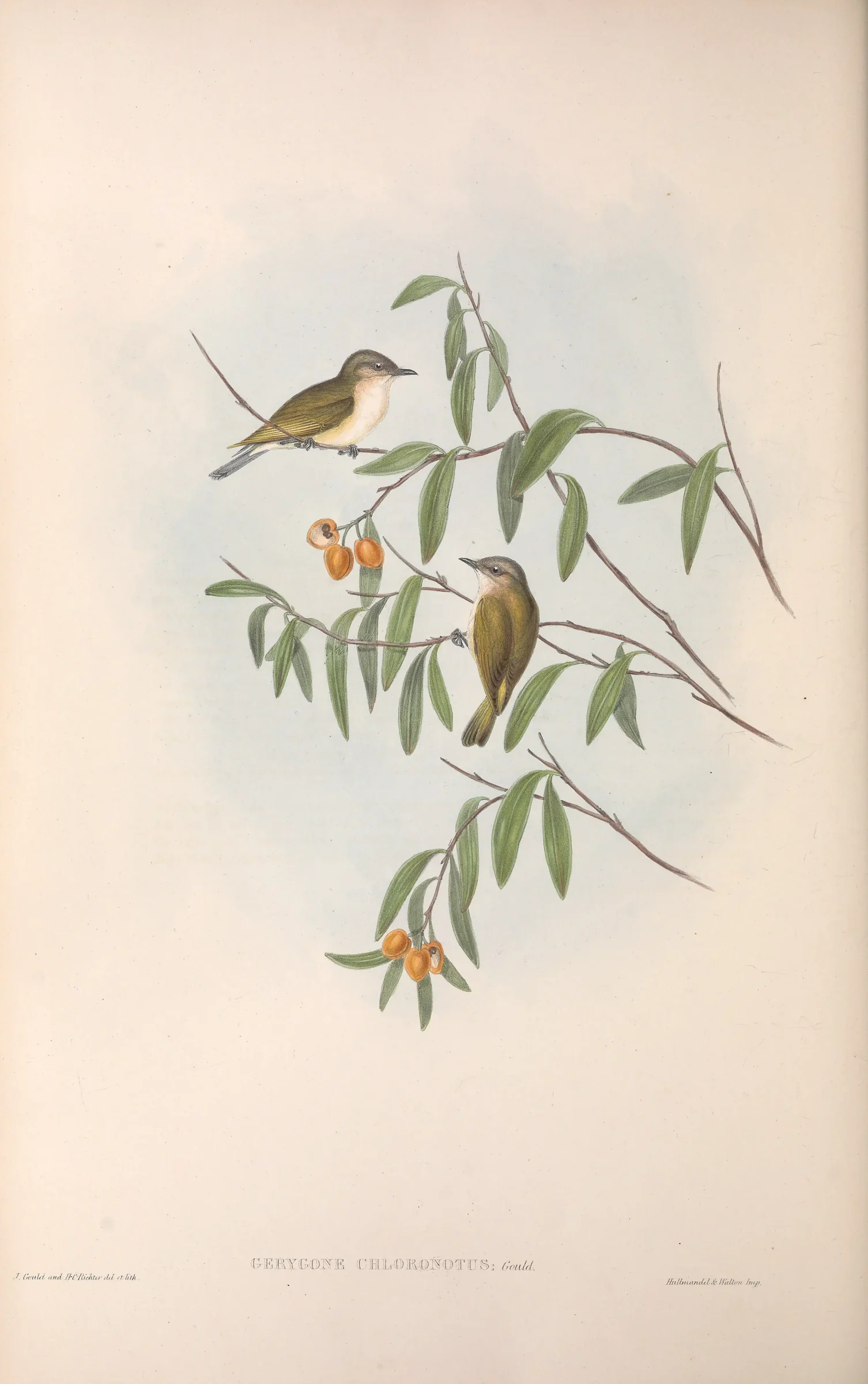 Historical bird plate: Green-backed Gerygone