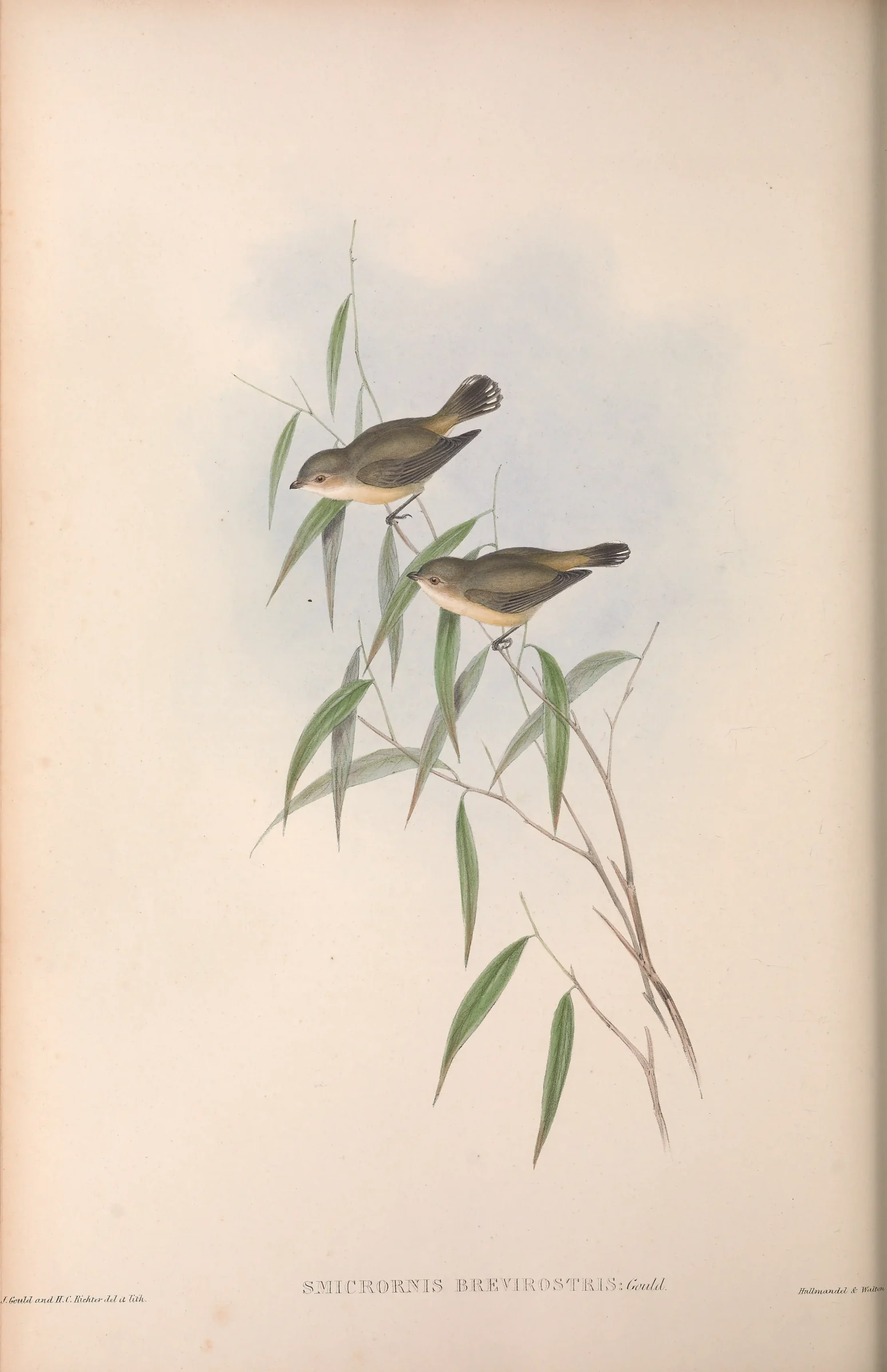 Historical bird plate: Weebill