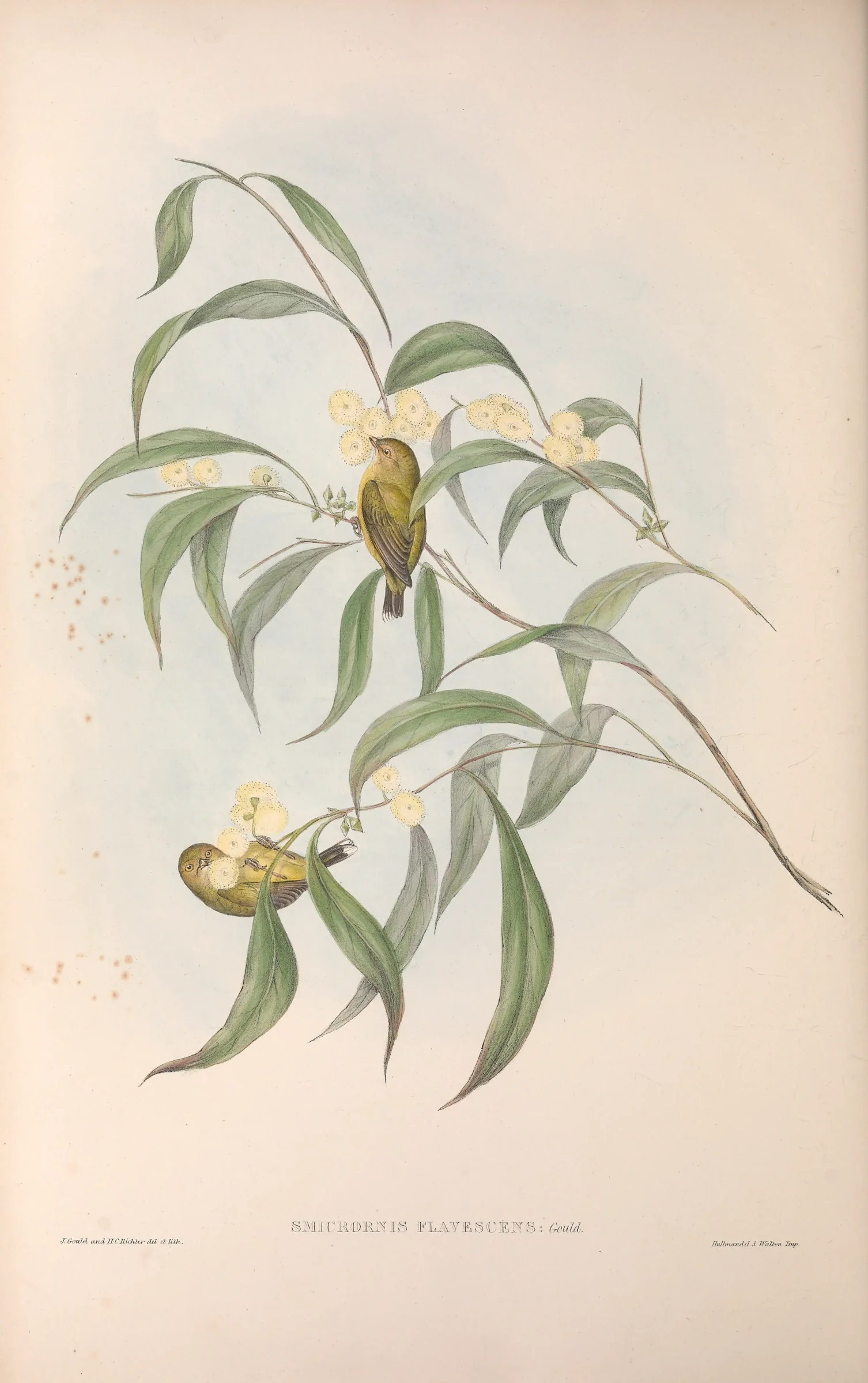Historical bird plate: Weebill
