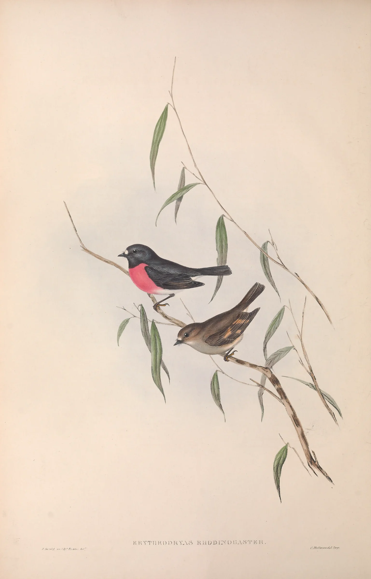 Historical bird plate: Pink Robin