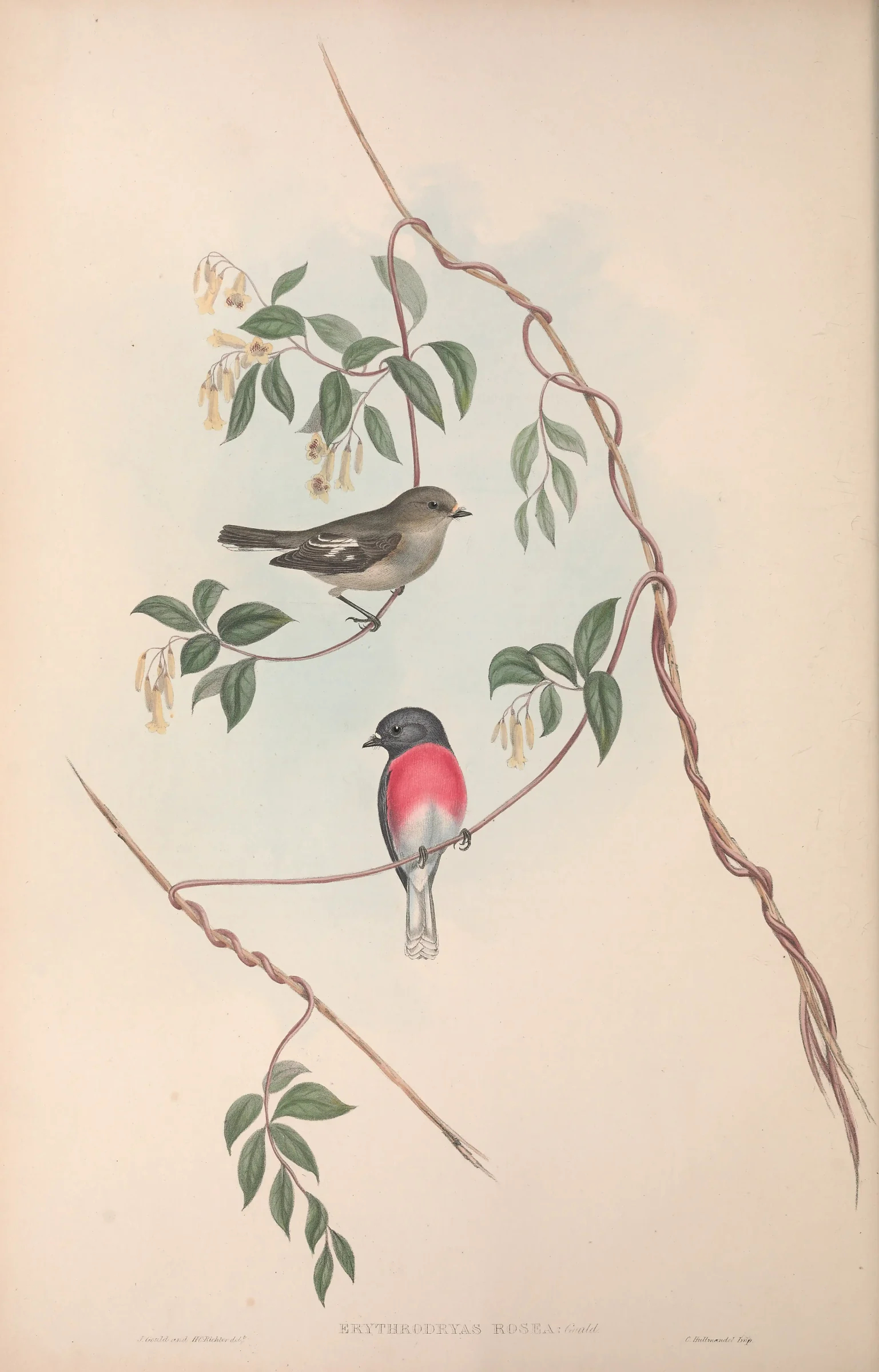 Historical bird plate: Rose Robin
