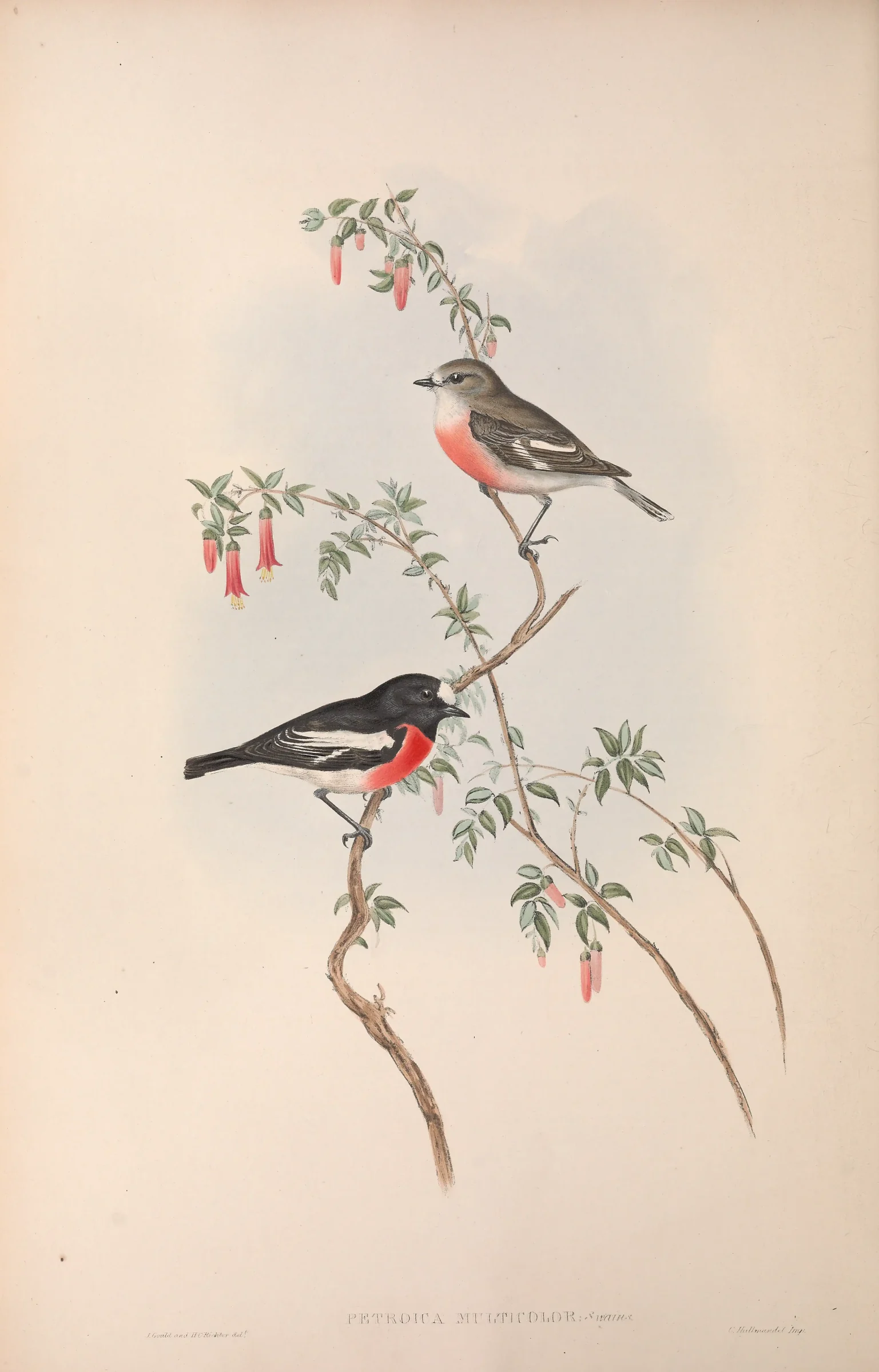Historical bird plate: Scarlet Robin