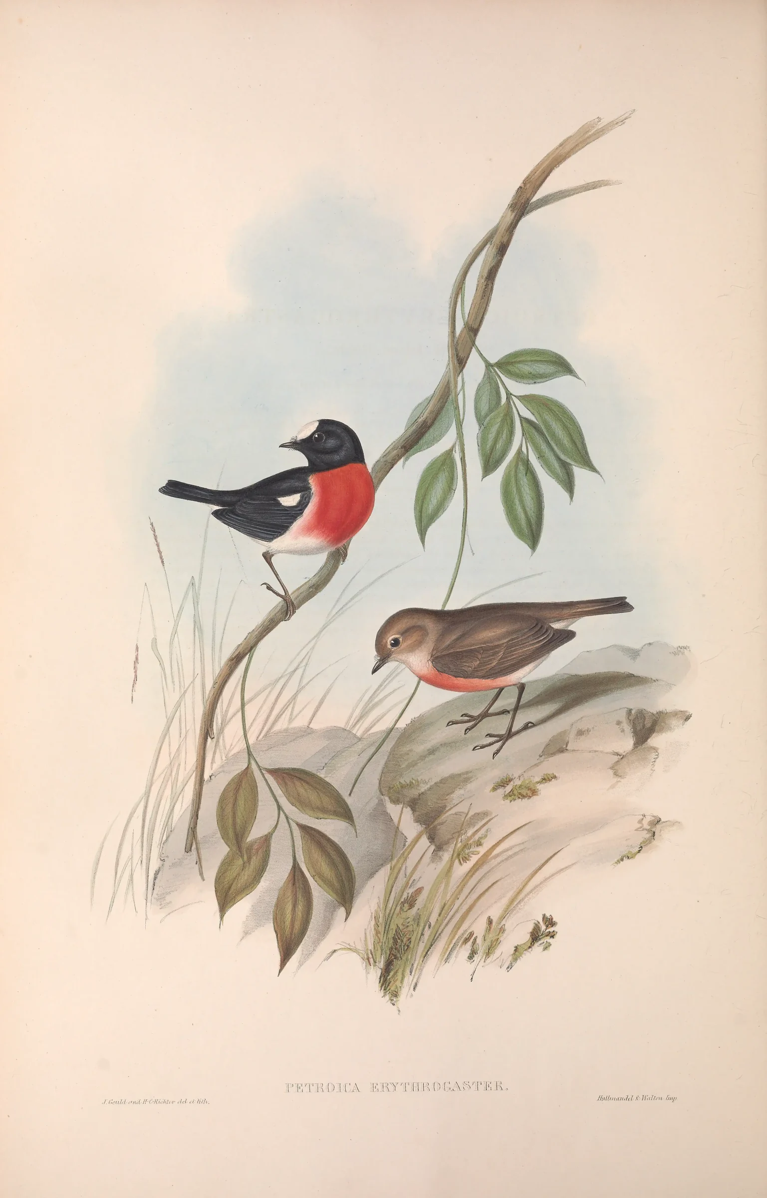 Historical bird plate: Norfolk Robin