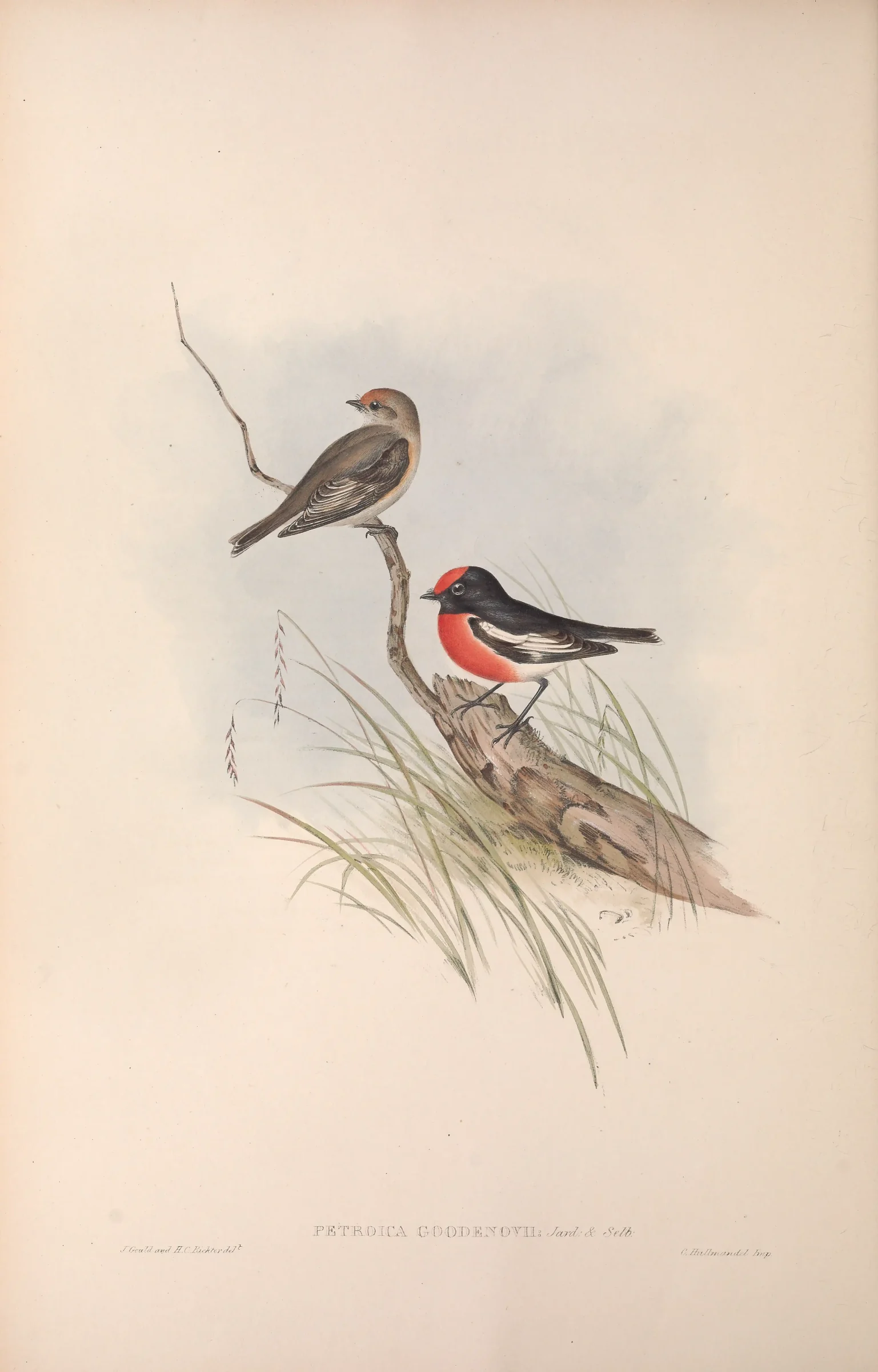 Historical bird plate: Red-capped Robin