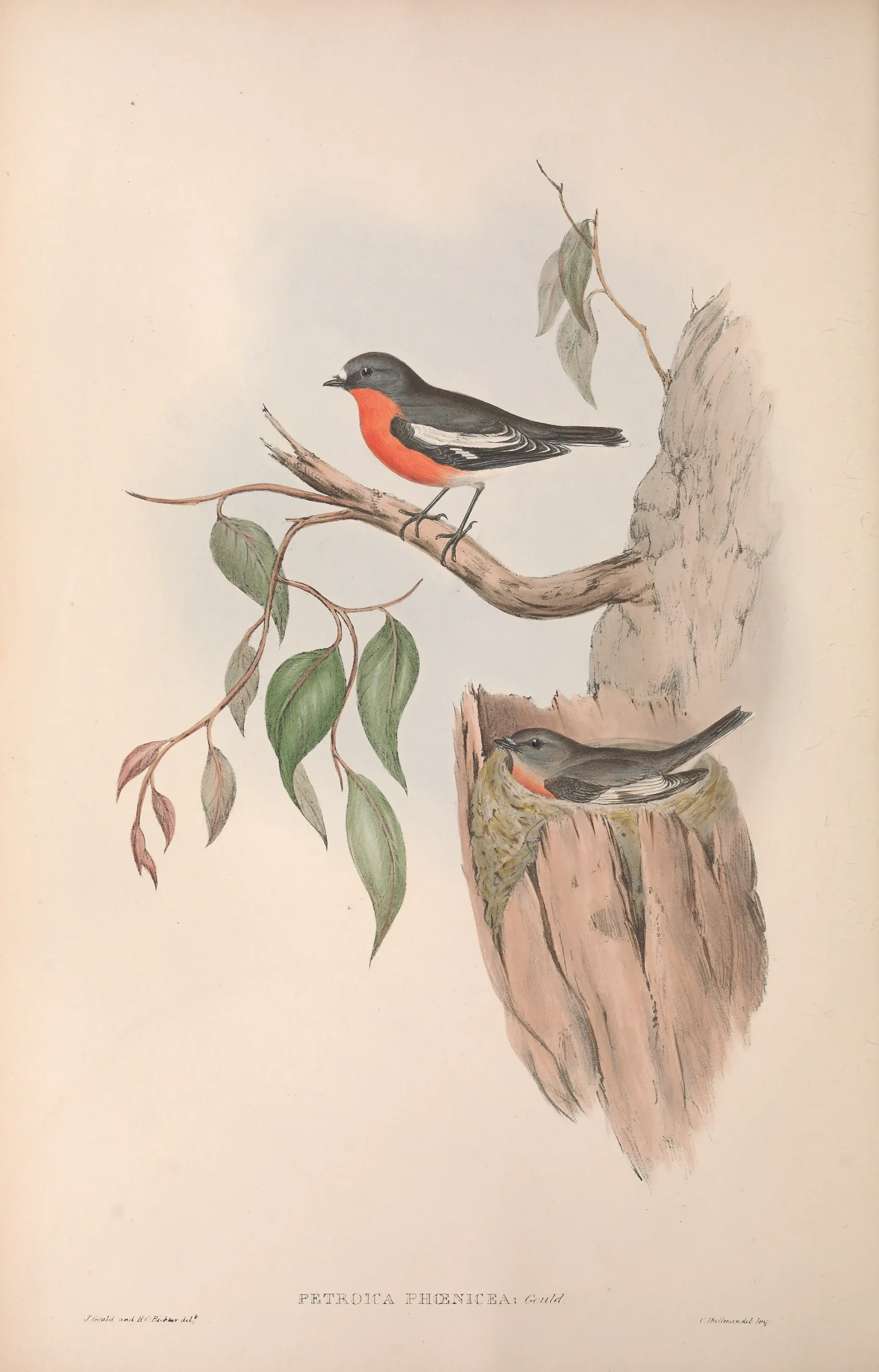 Historical bird plate: Flame Robin