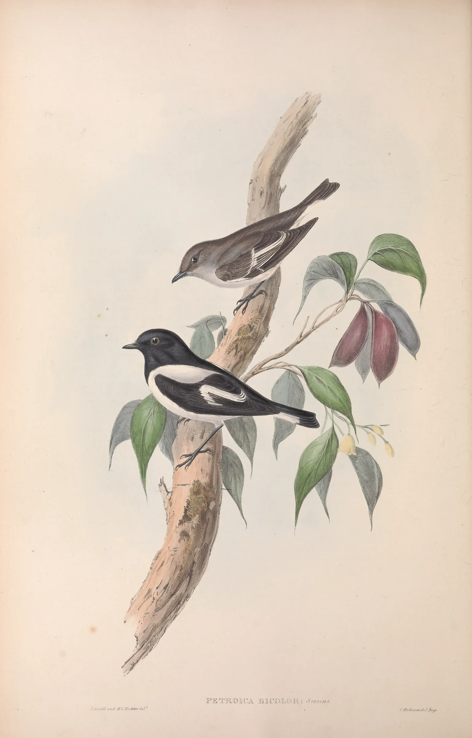 Historical bird plate: South Island Robin