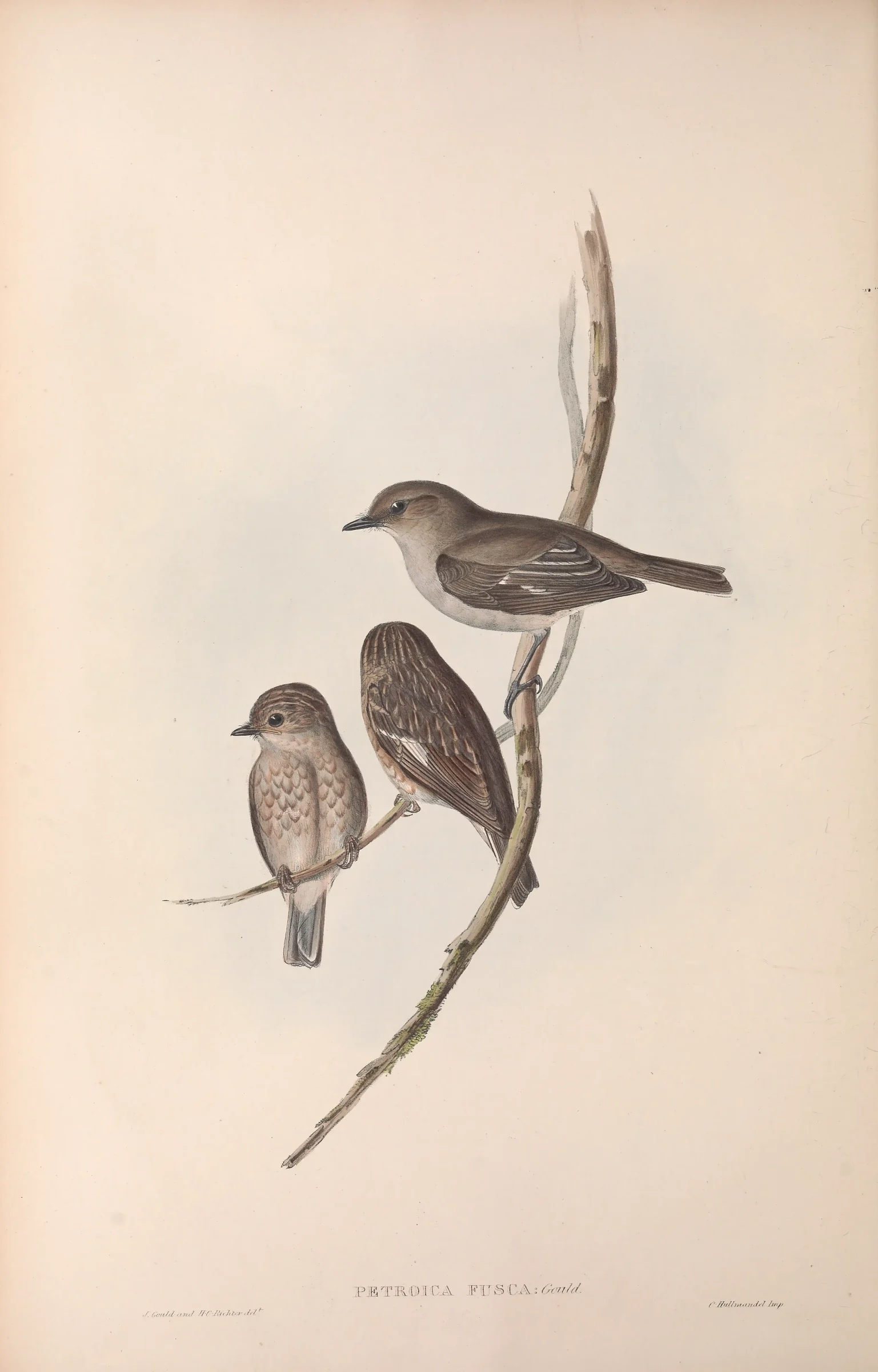 Historical bird plate: Dusky Robin