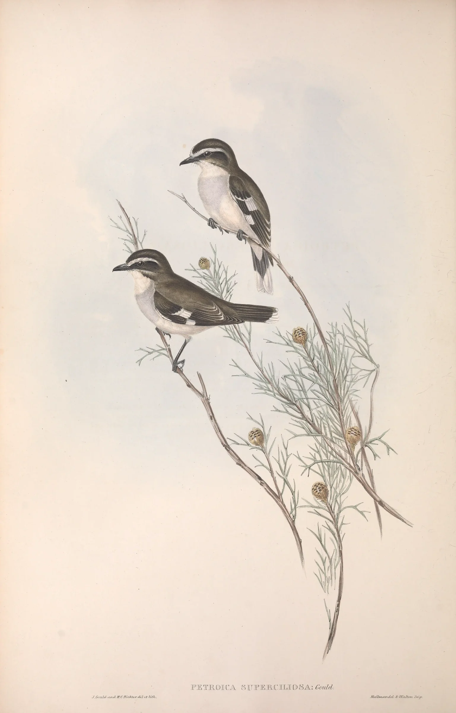 Historical bird plate: White-browed Robin