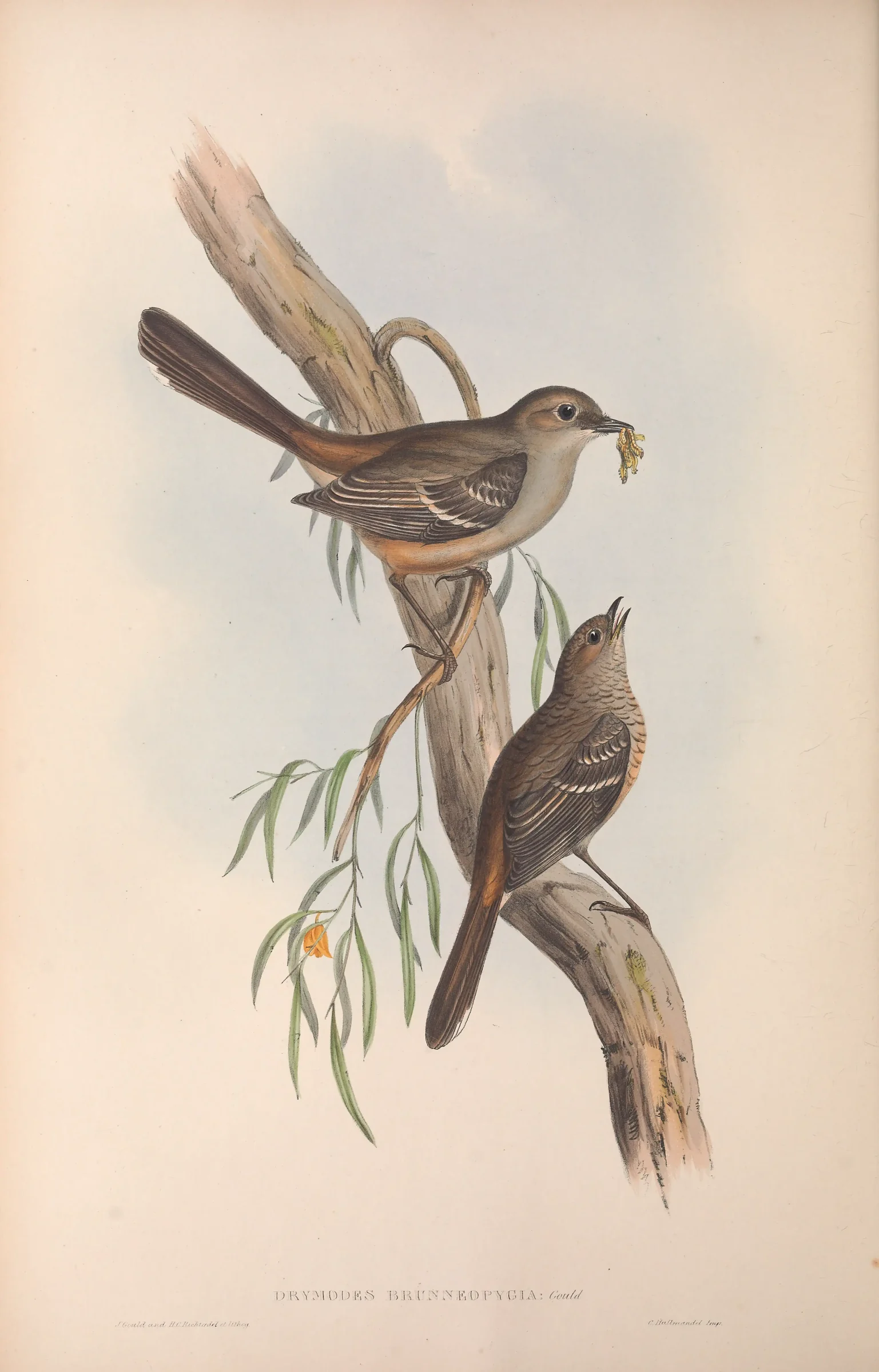 Historical bird plate: Southern Scrub Robin
