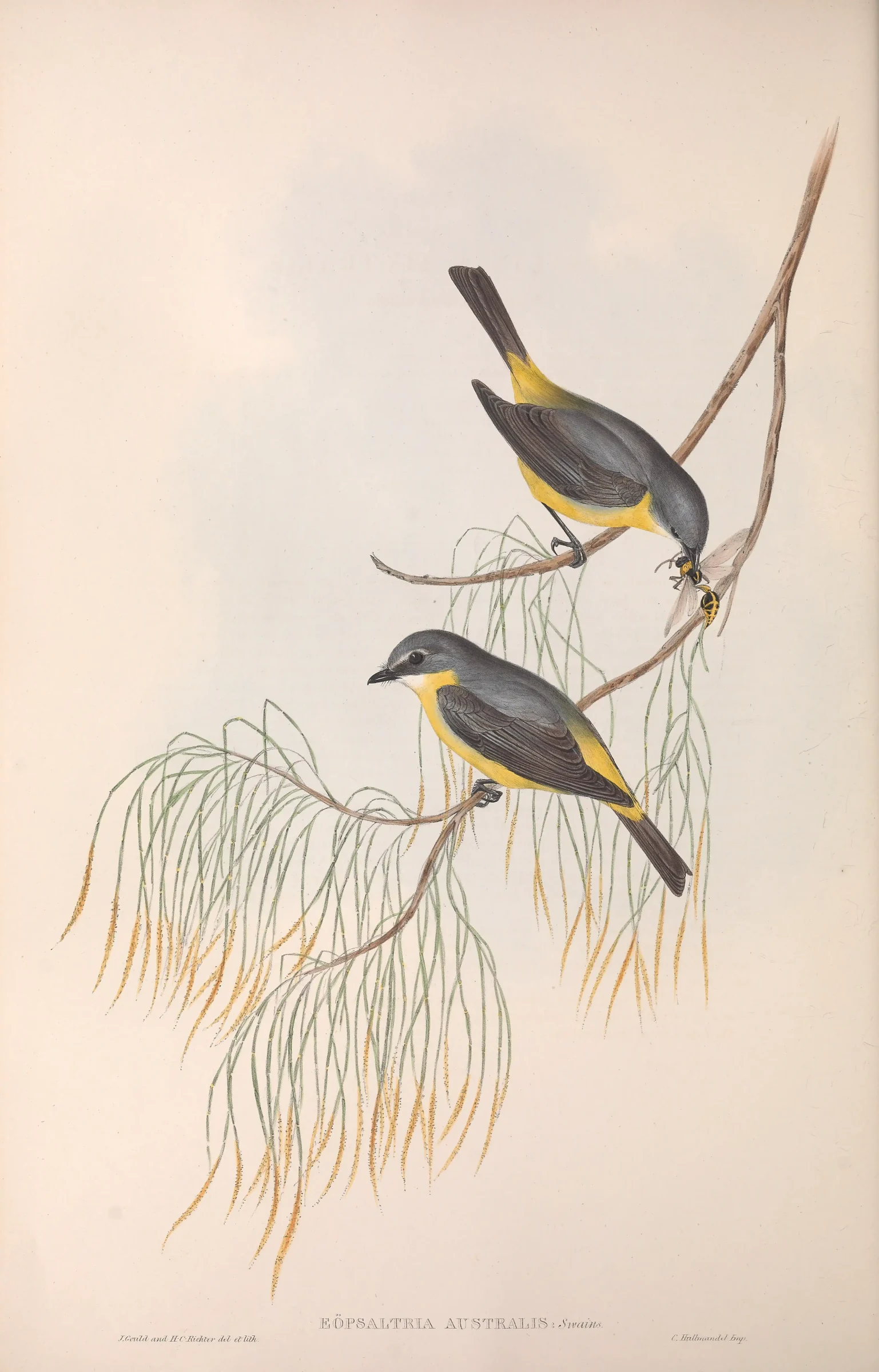 Historical bird plate: Eastern Yellow Robin
