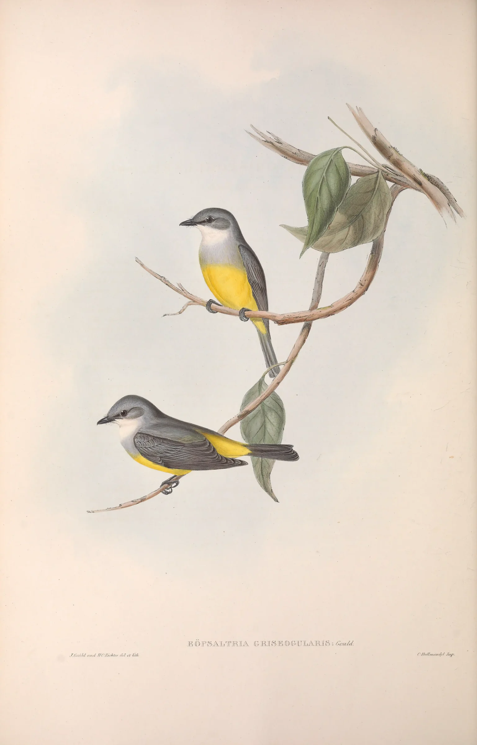 Historical bird plate: Western Yellow Robin