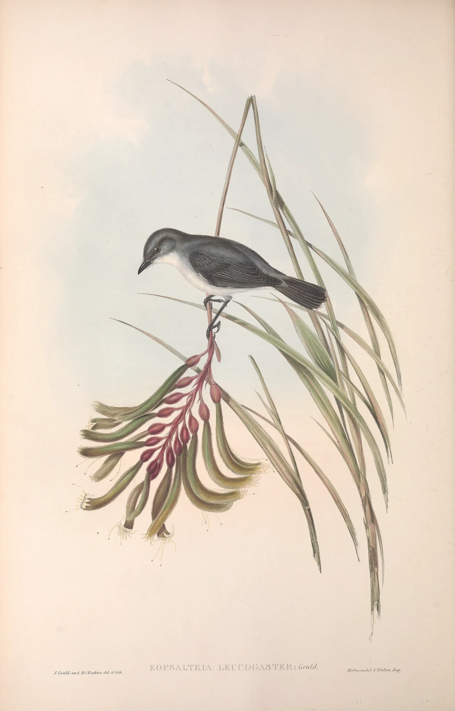 Historical bird plate: White-breasted Robin