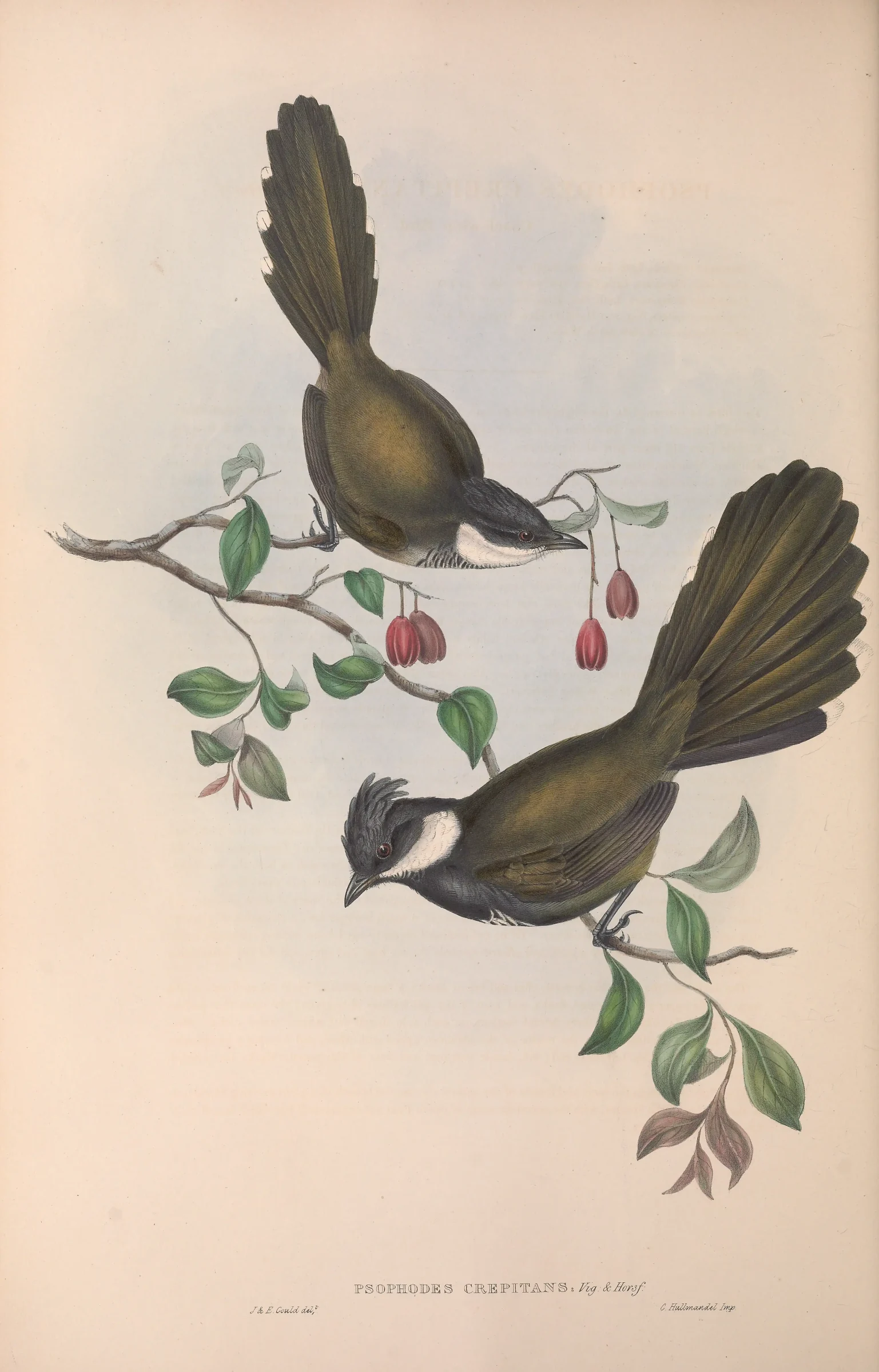 Historical bird plate: Eastern Whipbird