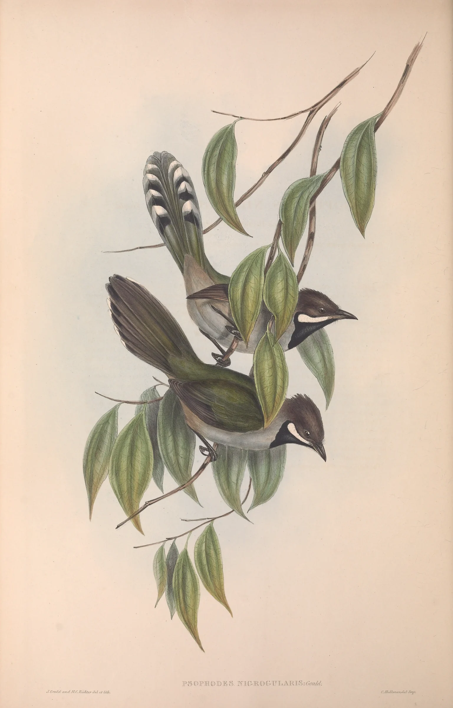 Historical bird plate: Western Whipbird