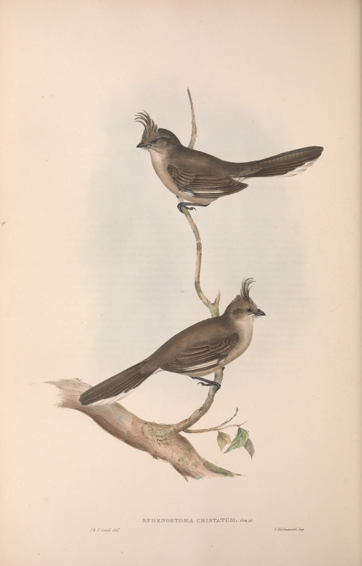 Historical bird plate: Chirruping Wedgebill