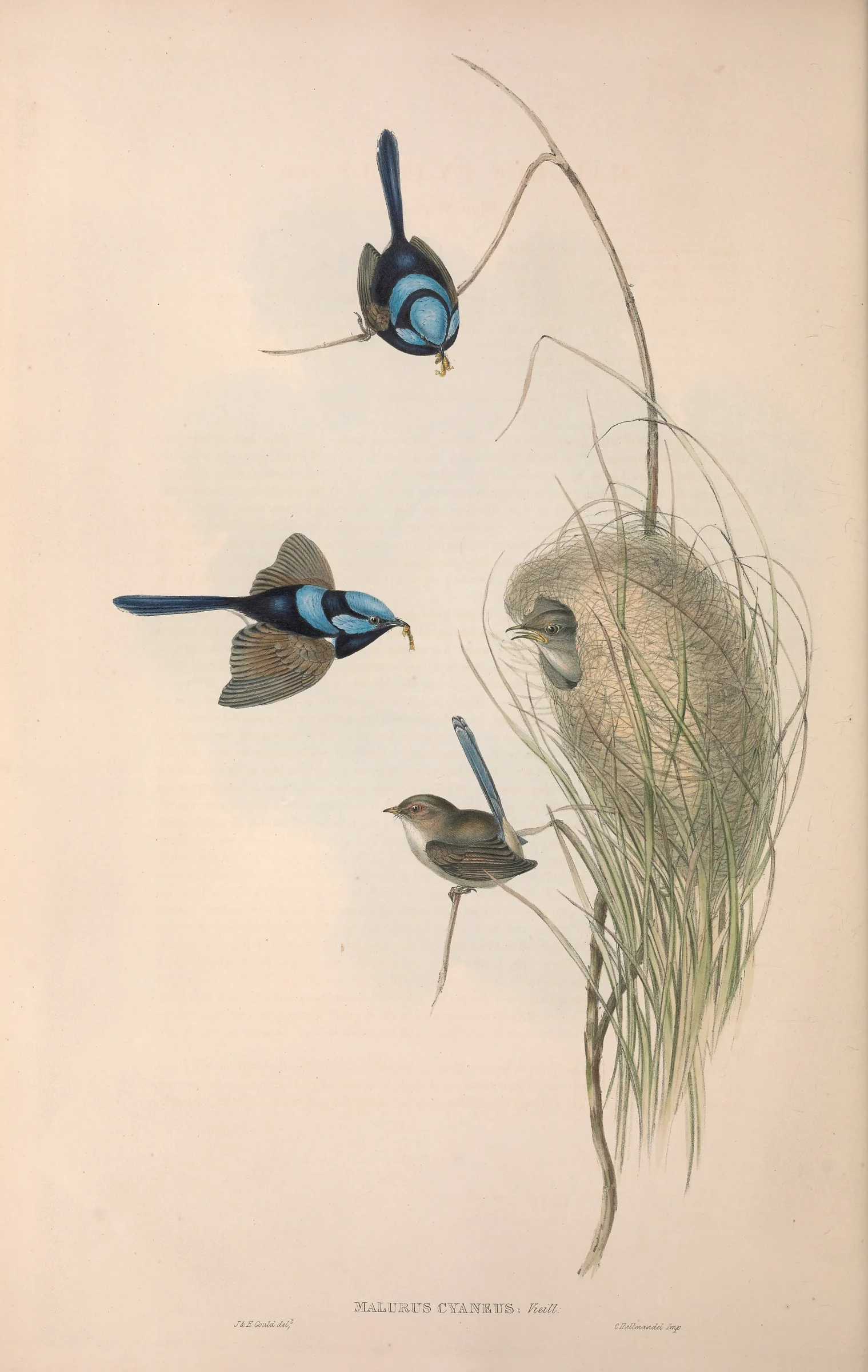 Historical bird plate: Superb Fairywren