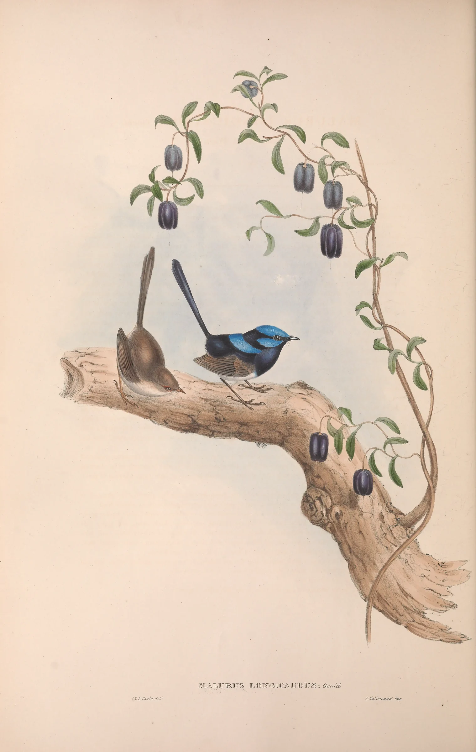 Historical bird plate: Superb Fairywren