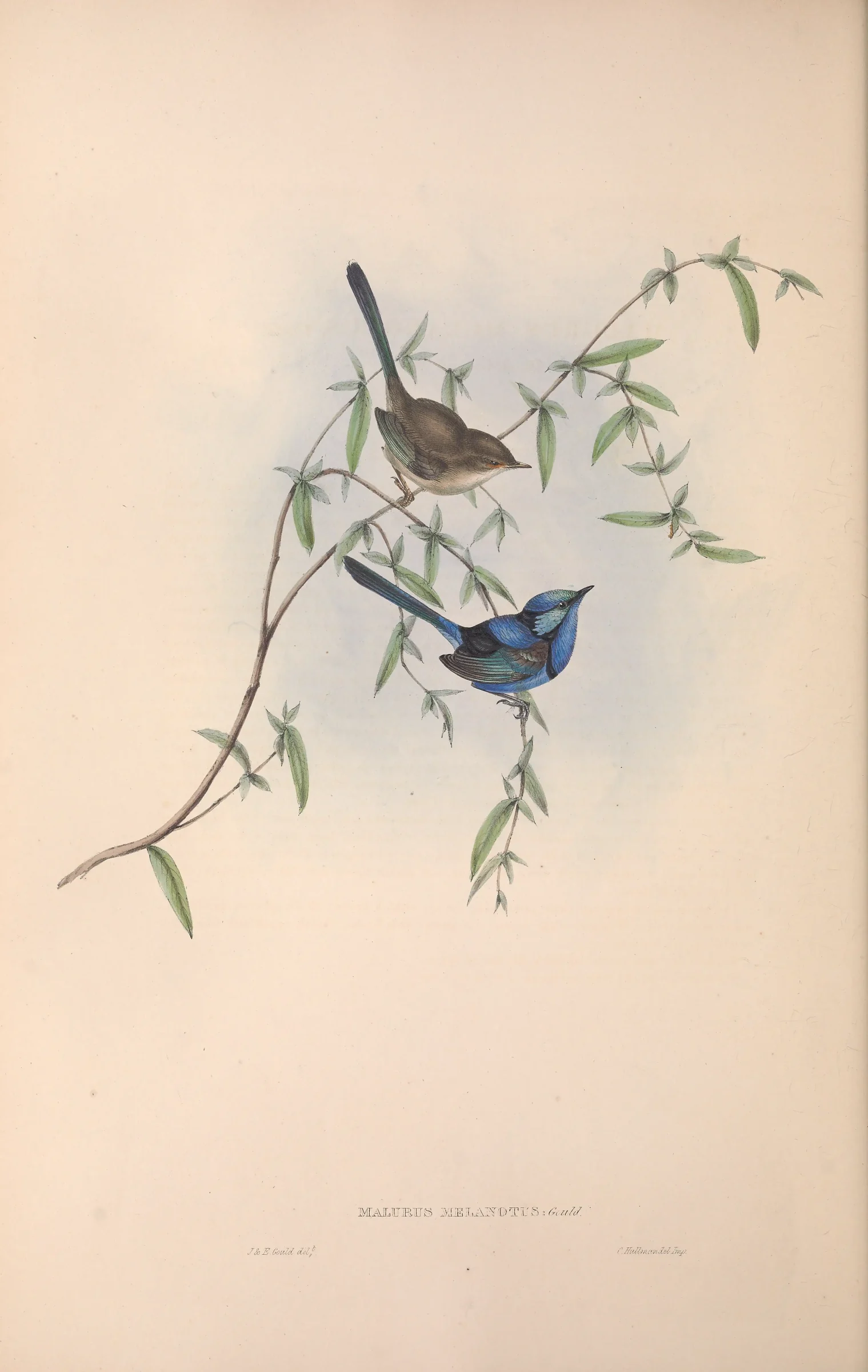 Historical bird plate: Splendid Fairywren