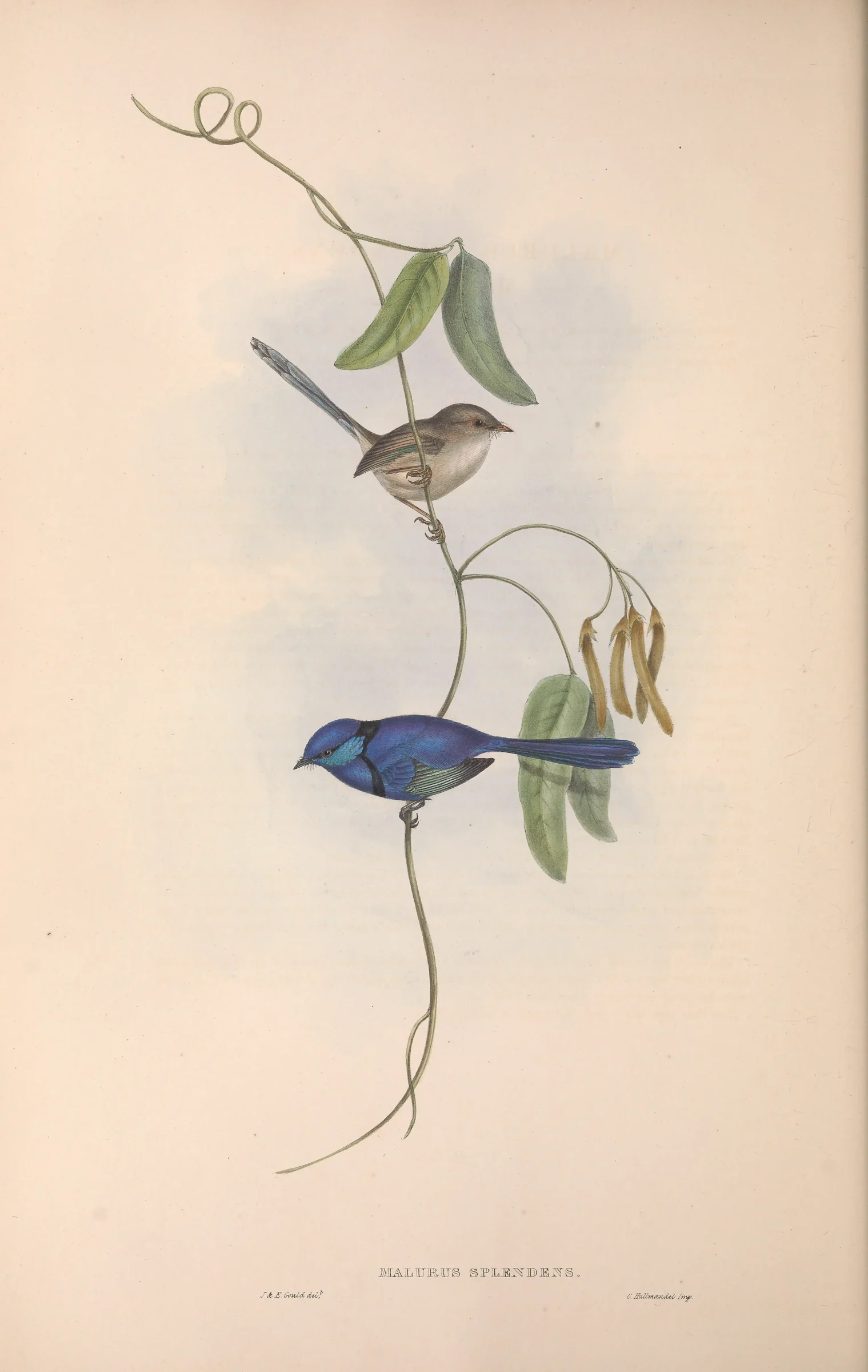 Historical bird plate: Splendid Fairywren