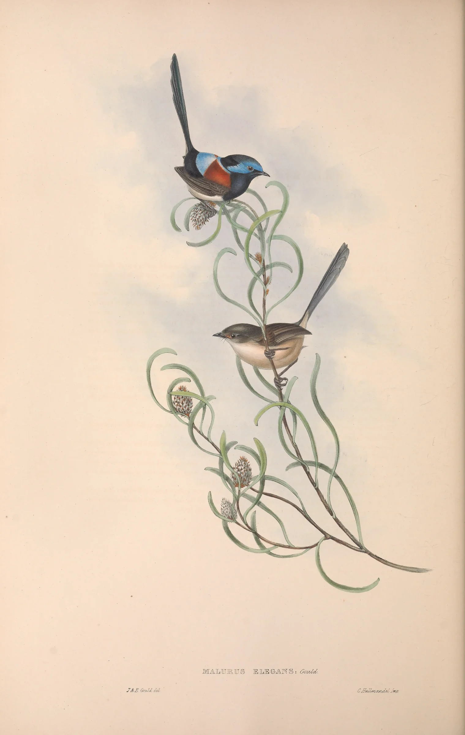 Historical bird plate: Red-winged Fairywren