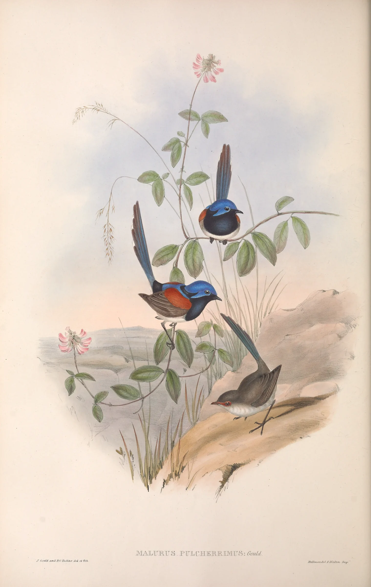 Historical bird plate: Blue-breasted Fairywren