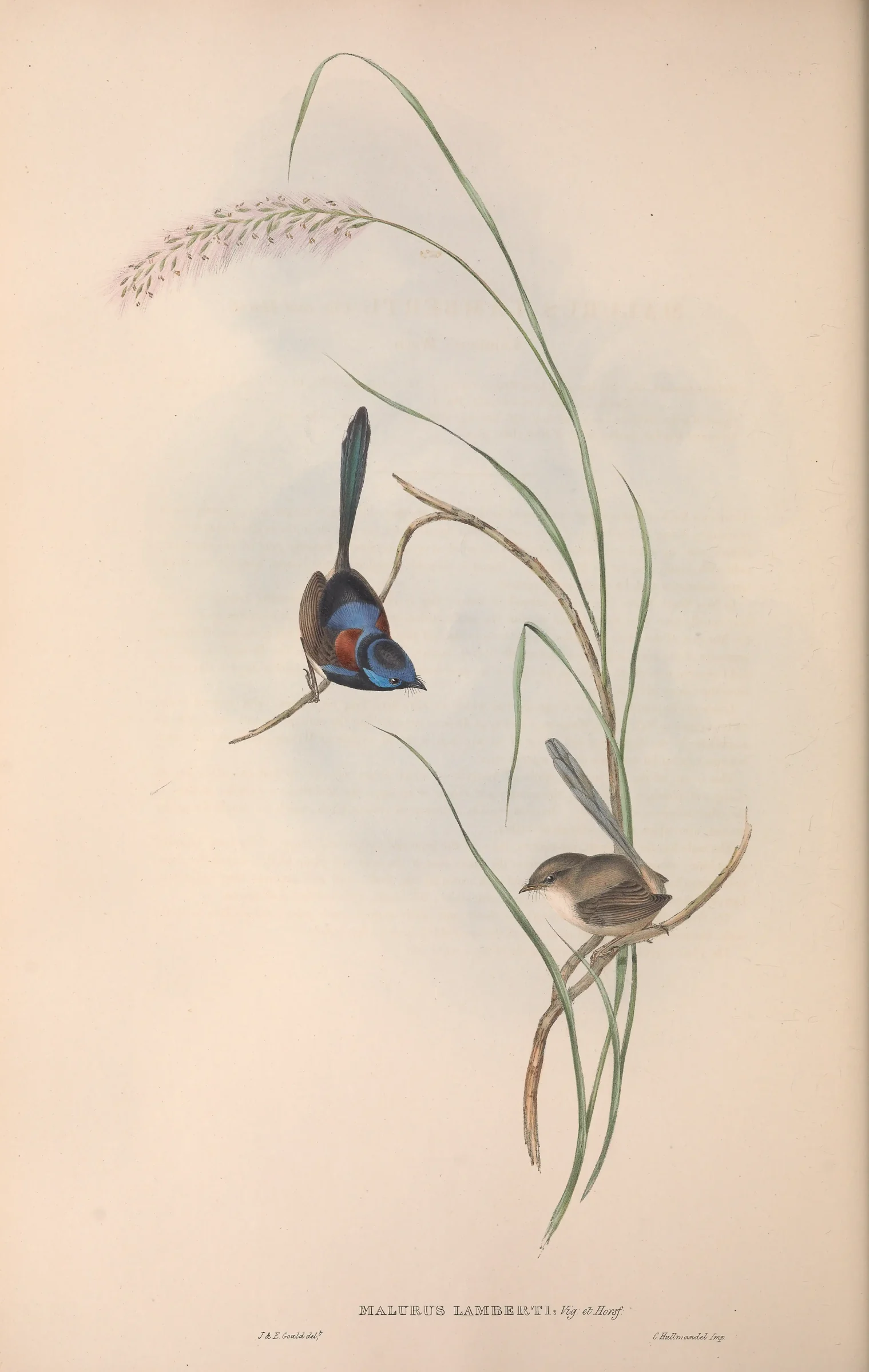 Historical bird plate: Variegated Fairywren