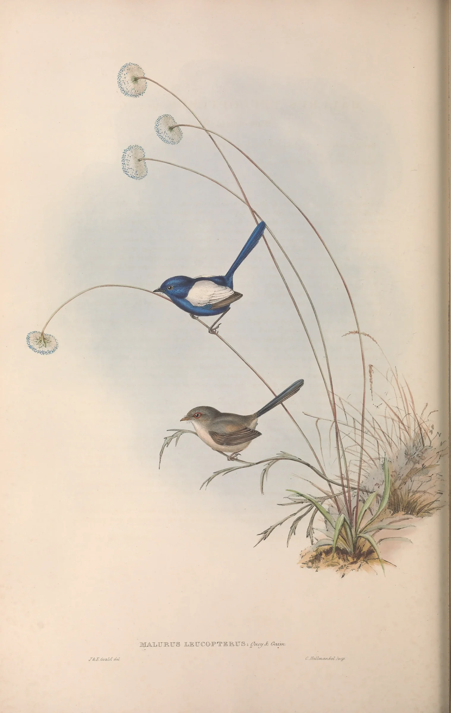 Historical bird plate: White-winged Fairywren