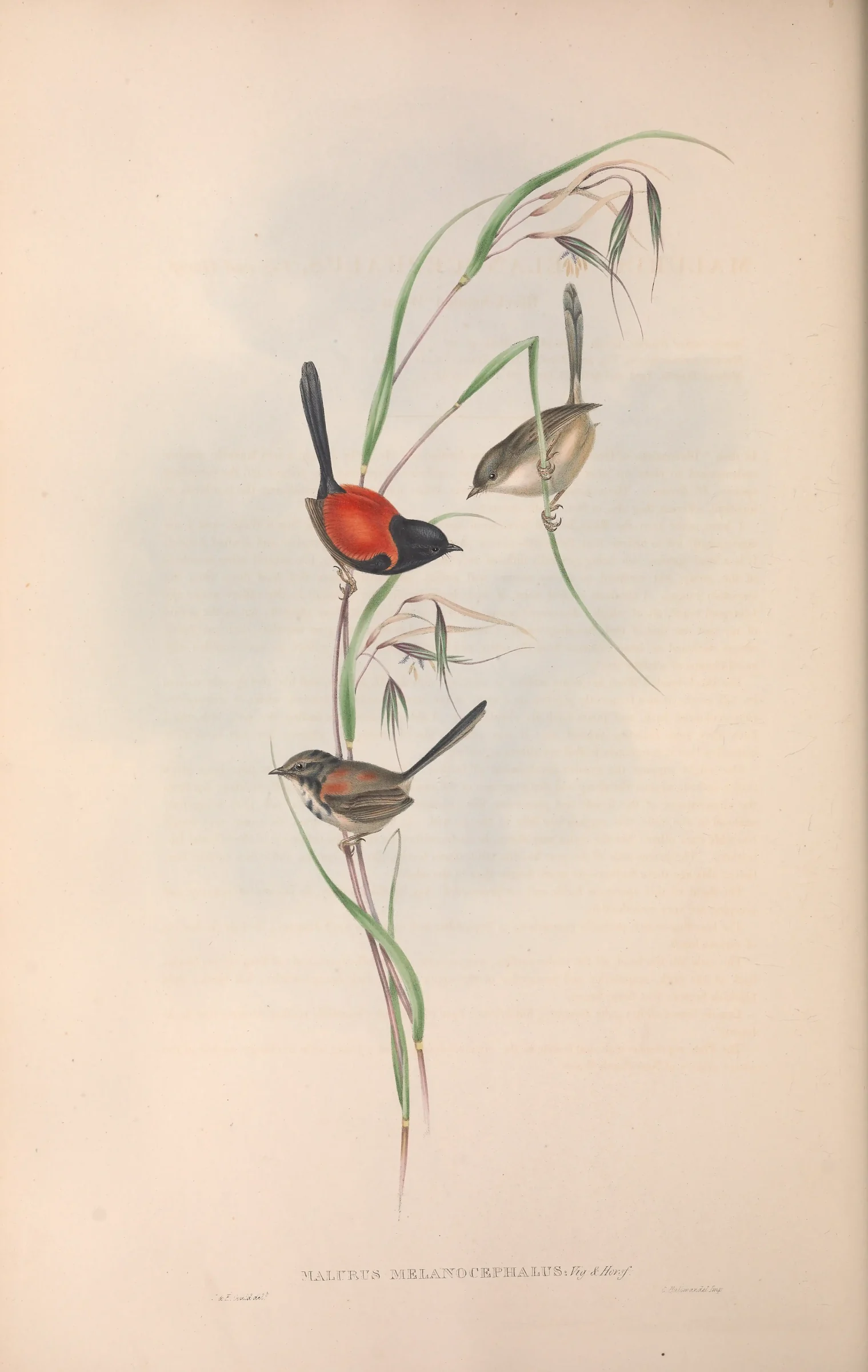 Historical bird plate: Red-backed Fairywren