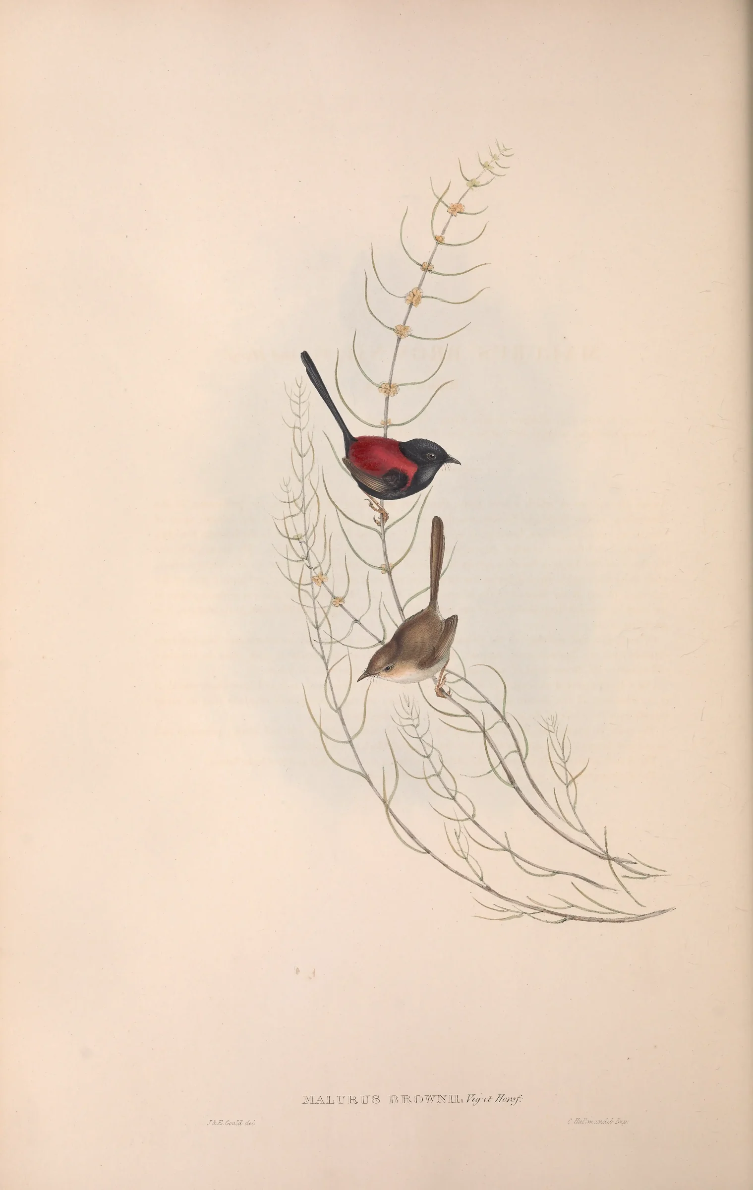 Historical bird plate: Red-backed Fairywren