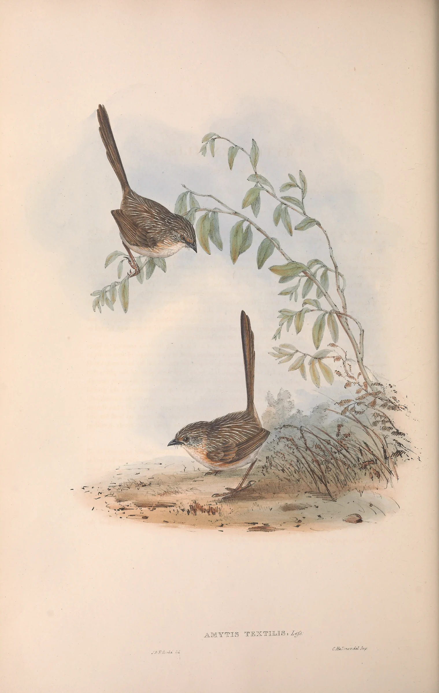 Historical bird plate: Western Grasswren