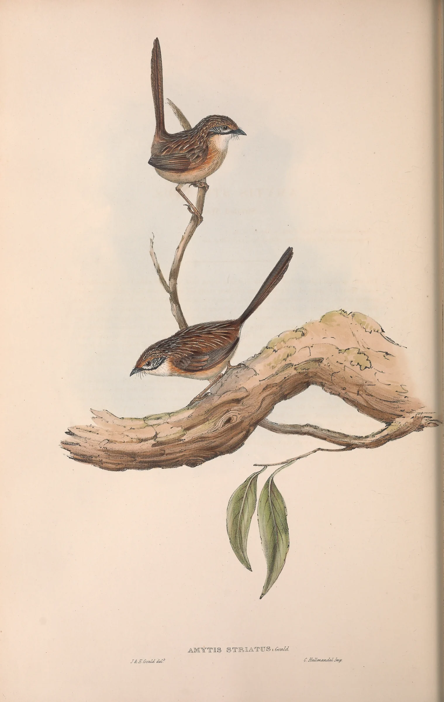 Historical bird plate: Striated Grasswren