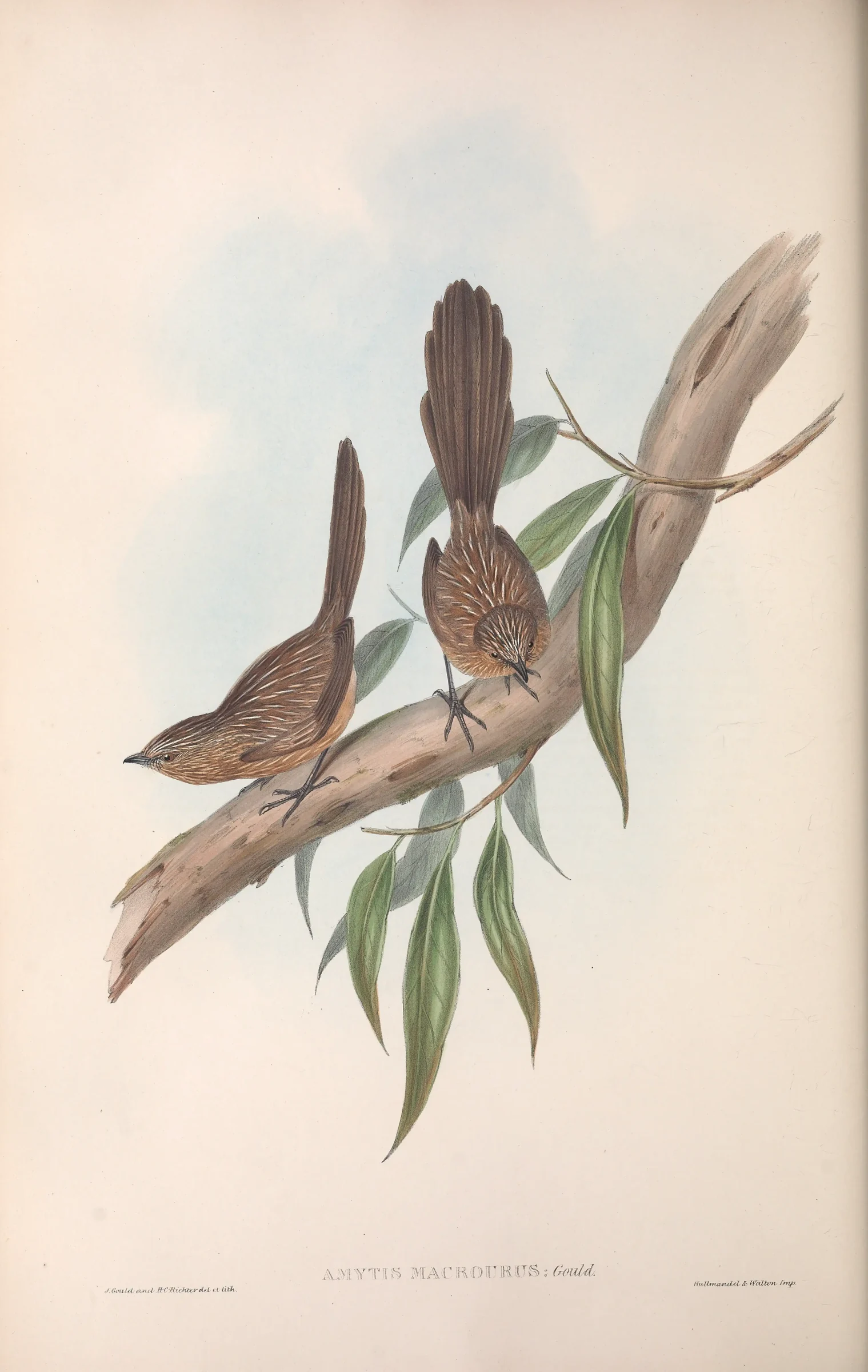 Historical bird plate: Western Grasswren
