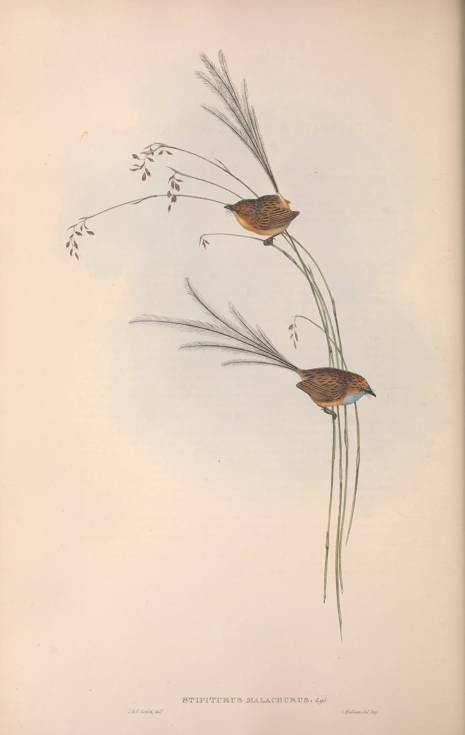 Historical bird plate: Southern Emu-wren