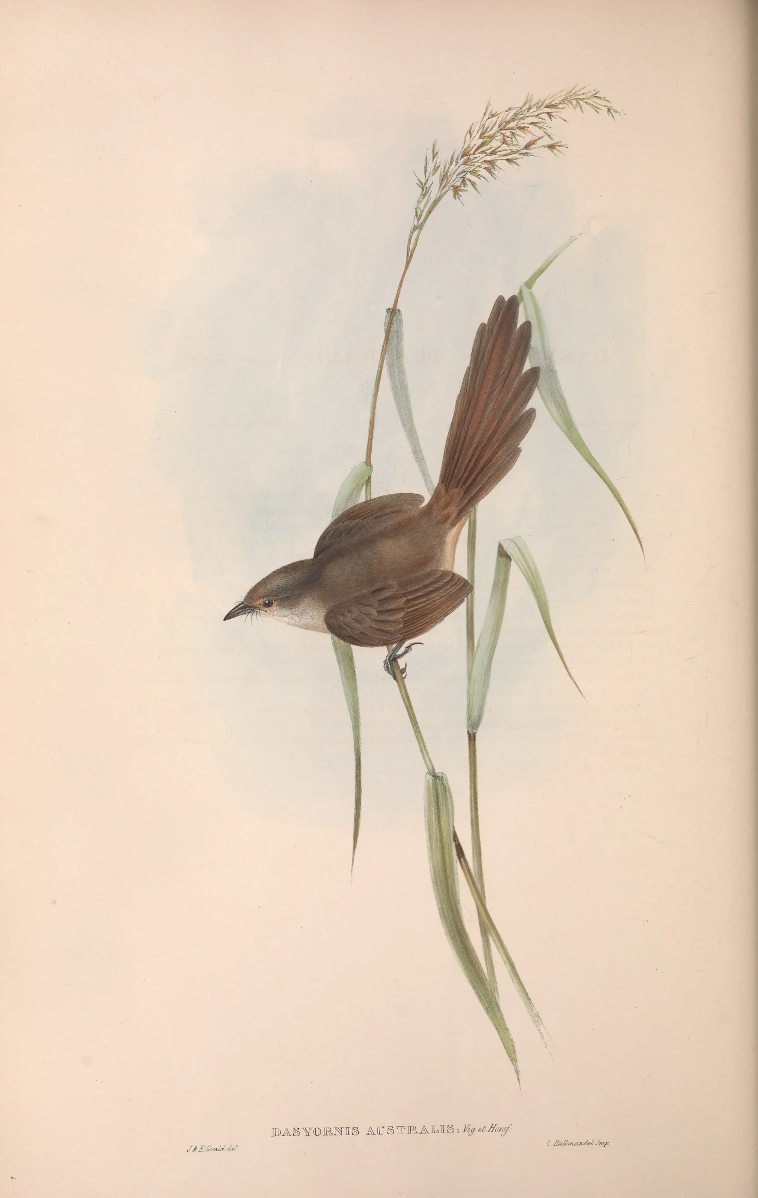 Historical bird plate: Eastern Bristlebird