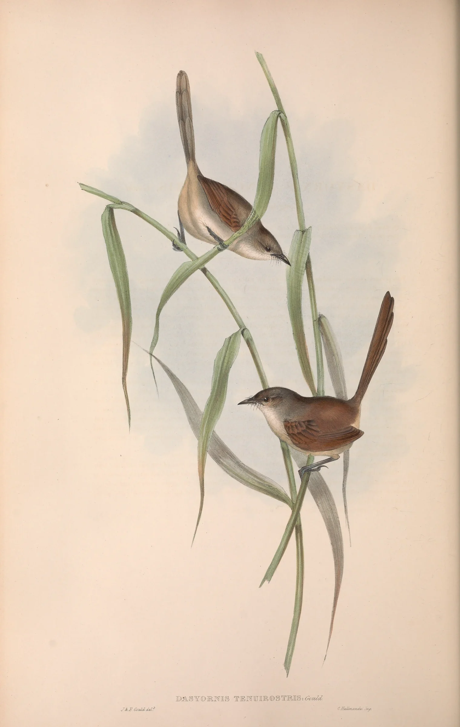 Historical bird plate: Western Bristlebird