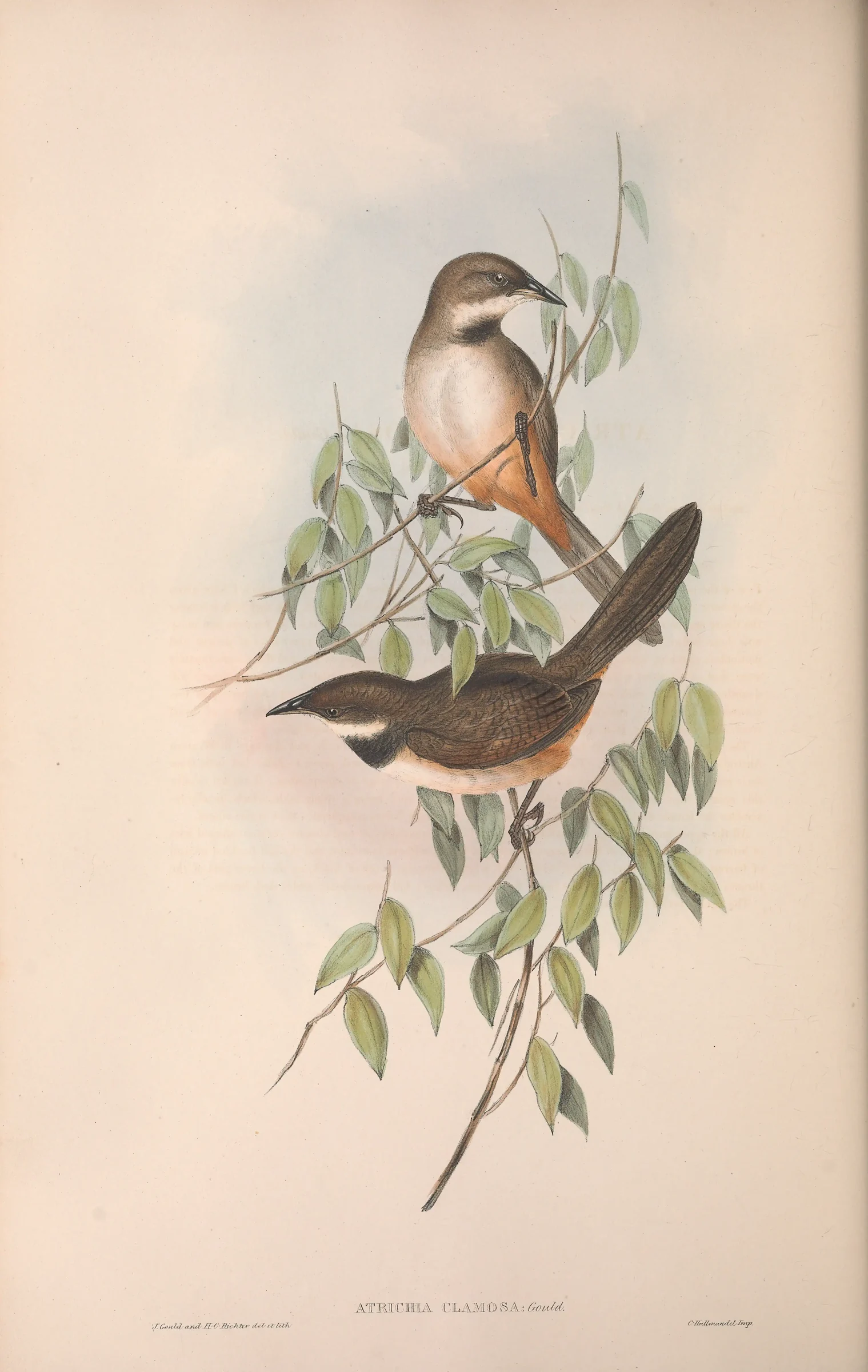 Historical bird plate: Noisy Scrubbird