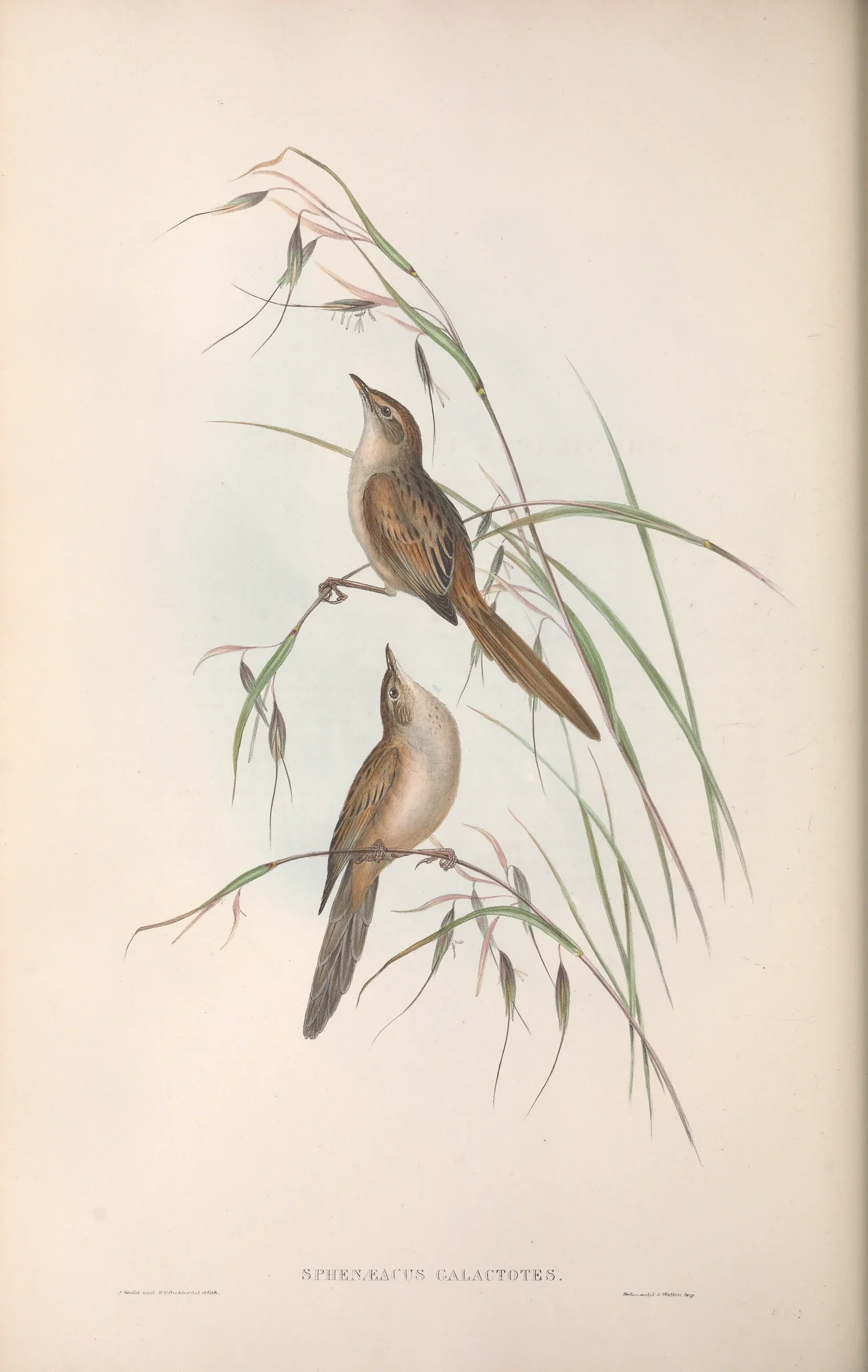 Historical bird plate: Tawny Grassbird
