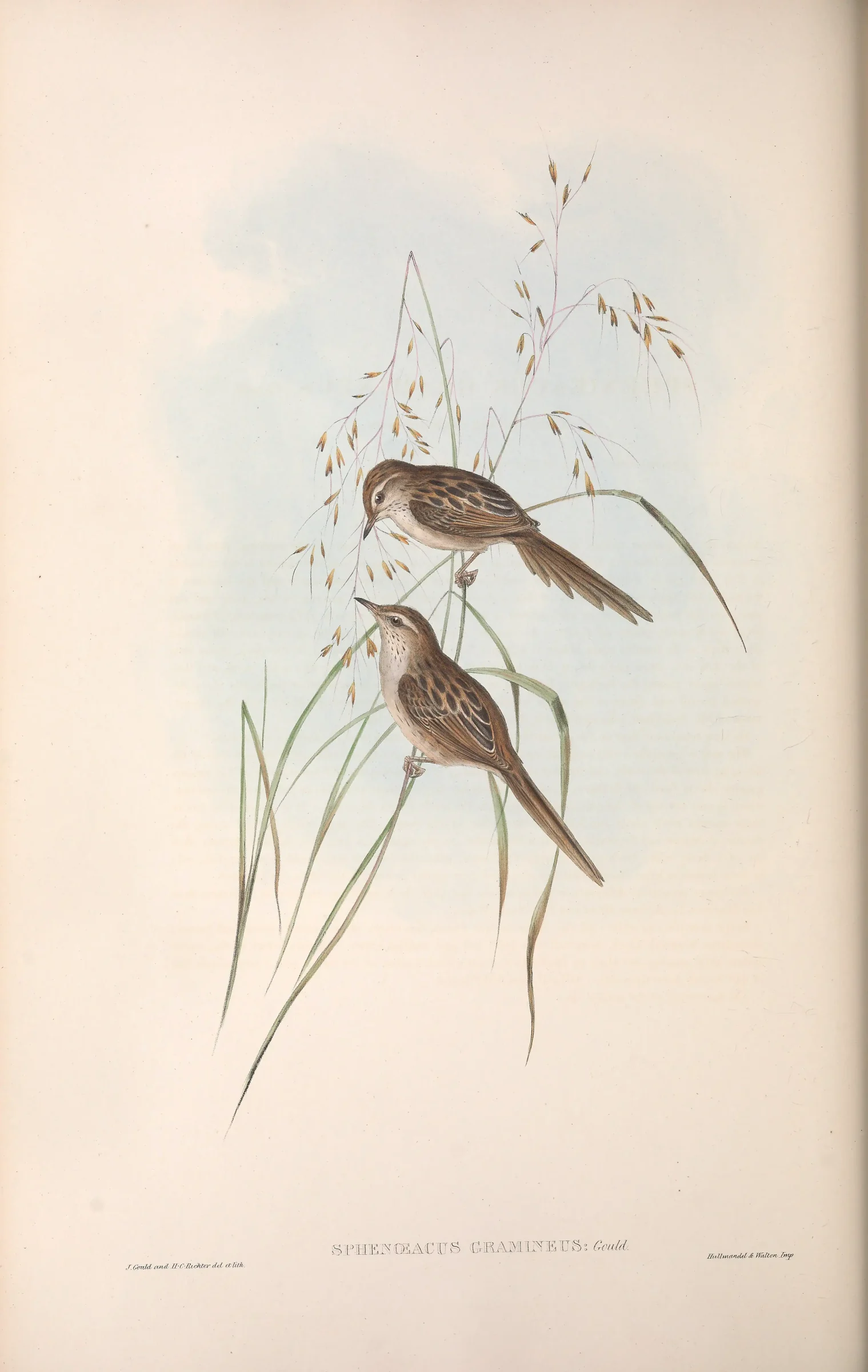 Historical bird plate: Little Grassbird