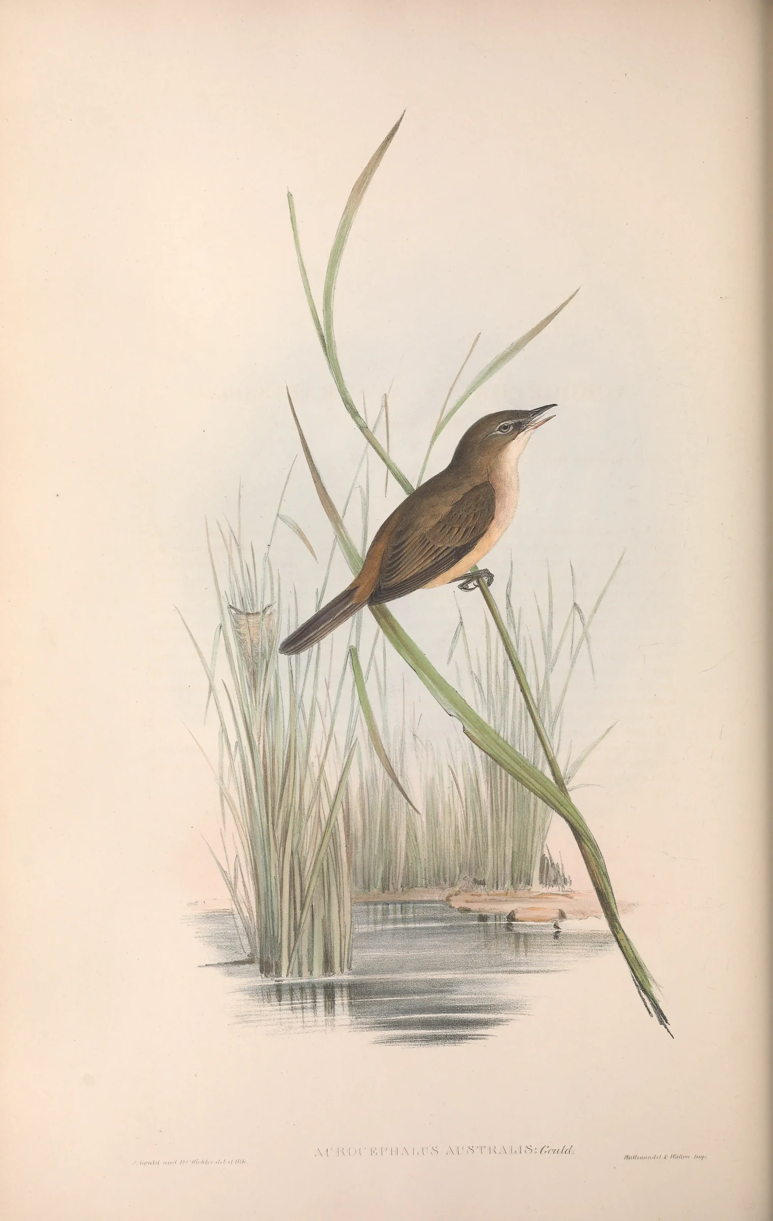 Historical bird plate: Australian Reed Warbler