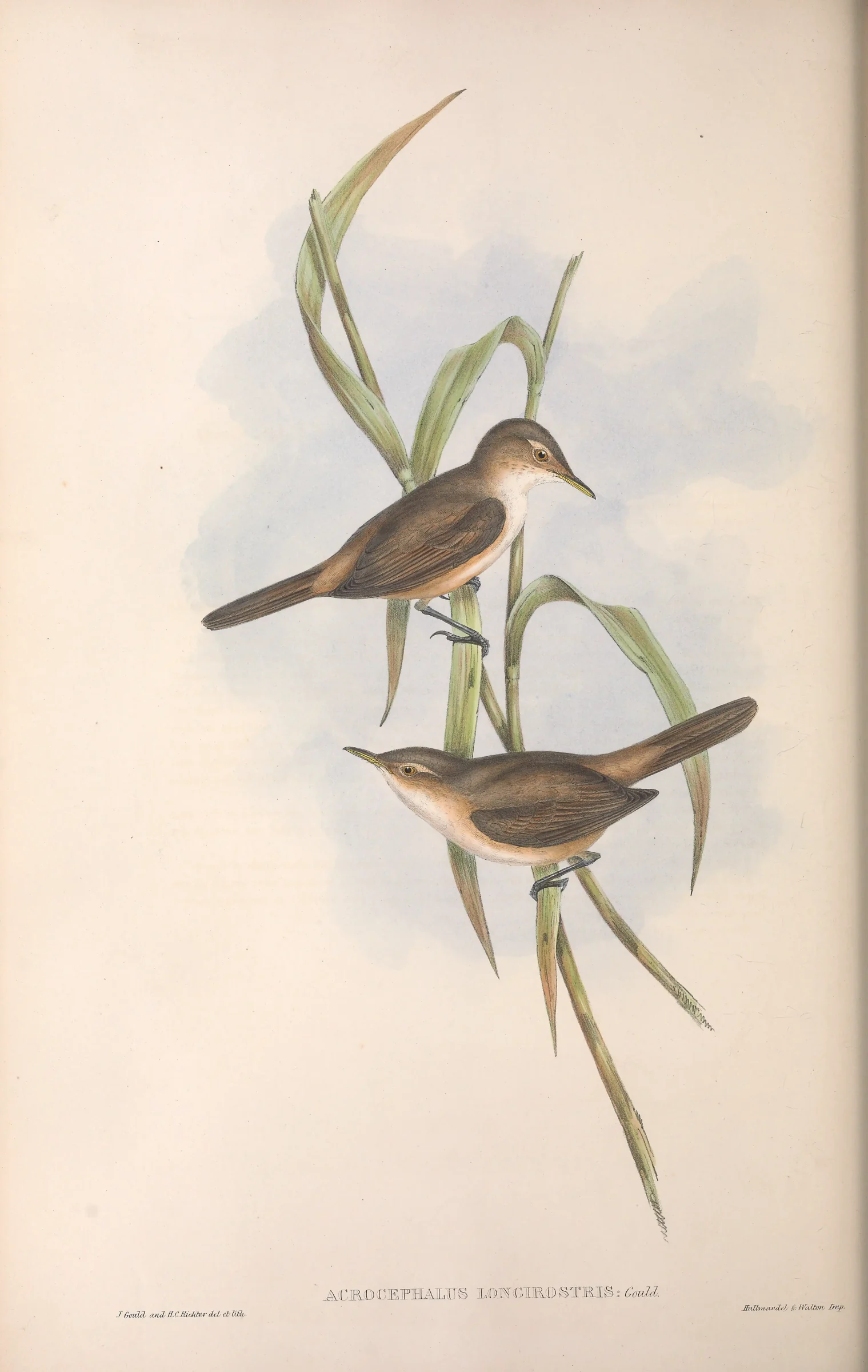 Historical bird plate: Great Reed Warbler
